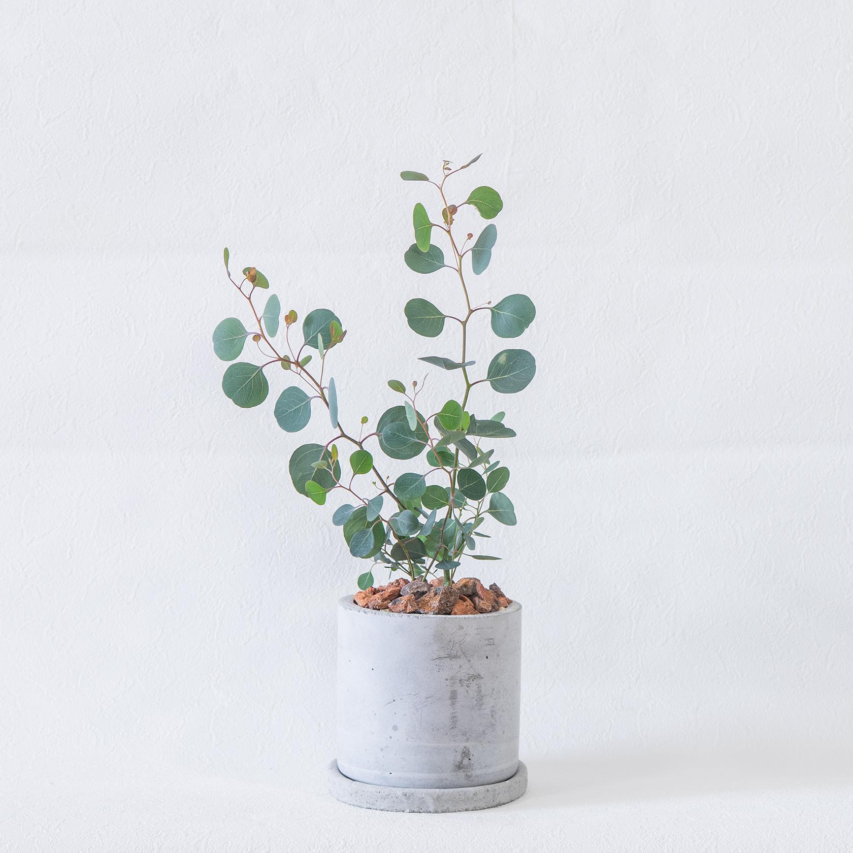 ≪ 観葉植物 ≫お庭やベランダで育てるユーカリ・ポポラスの鉢植え｜ざらっとした風合いの手づく鉢｜全国一律850円