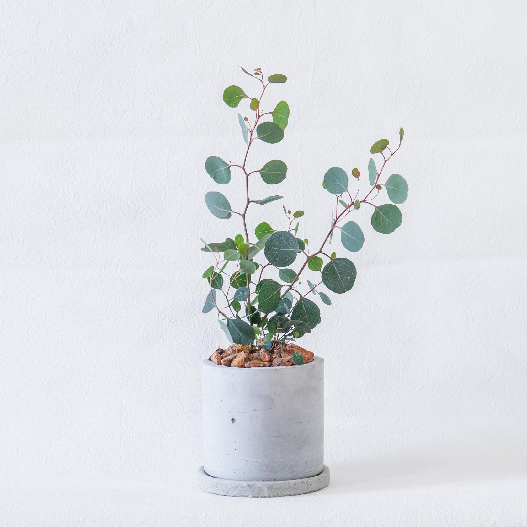 ≪ 観葉植物 ≫お庭やベランダで育てるユーカリ・ポポラスの鉢植え｜ざらっとした風合いの手づく鉢｜全国一律850円 | 2枚目