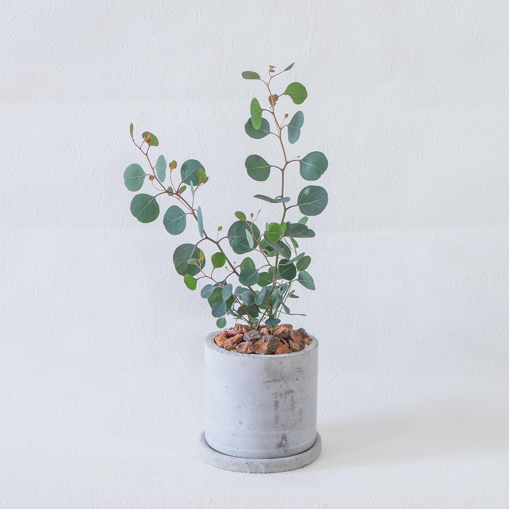 ≪ 観葉植物 ≫お庭やベランダで育てるユーカリ・ポポラスの鉢植え｜ざらっとした風合いの手づく鉢｜全国一律850円 | 3枚目