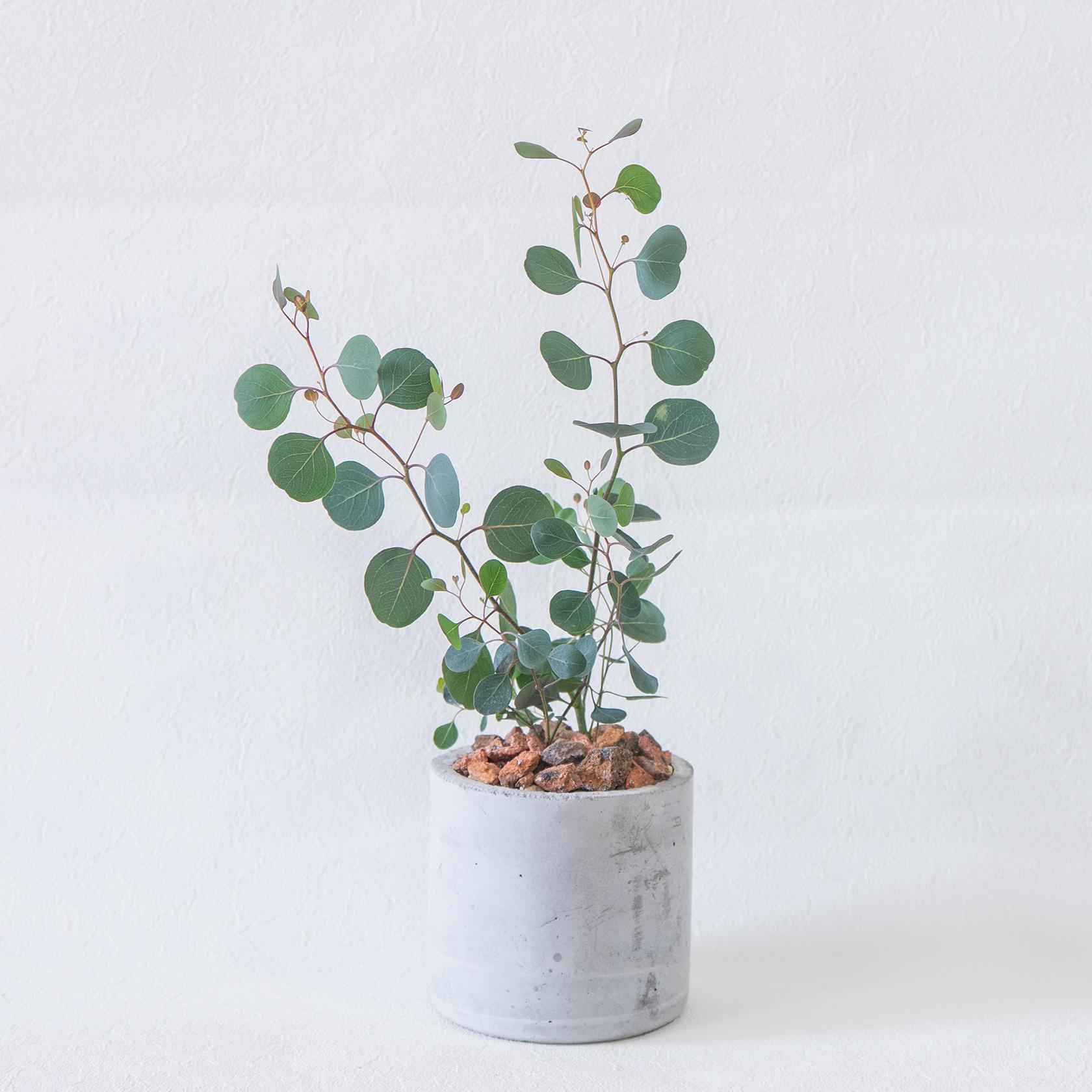 ≪ 観葉植物 ≫お庭やベランダで育てるユーカリ・ポポラスの鉢植え｜ざらっとした風合いの手づく鉢｜全国一律850円 | 4枚目