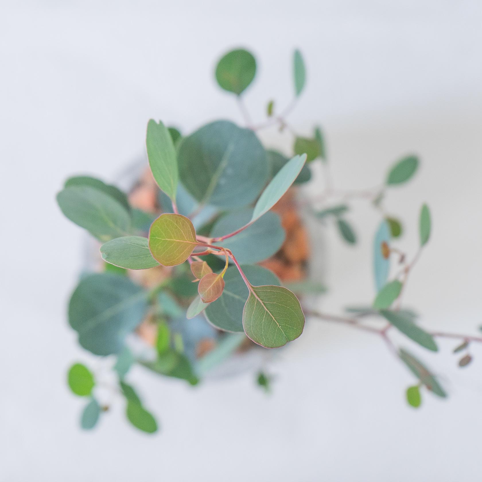 ≪ 観葉植物 ≫お庭やベランダで育てるユーカリ・ポポラスの鉢植え｜ざらっとした風合いの手づく鉢｜全国一律850円 | 5枚目