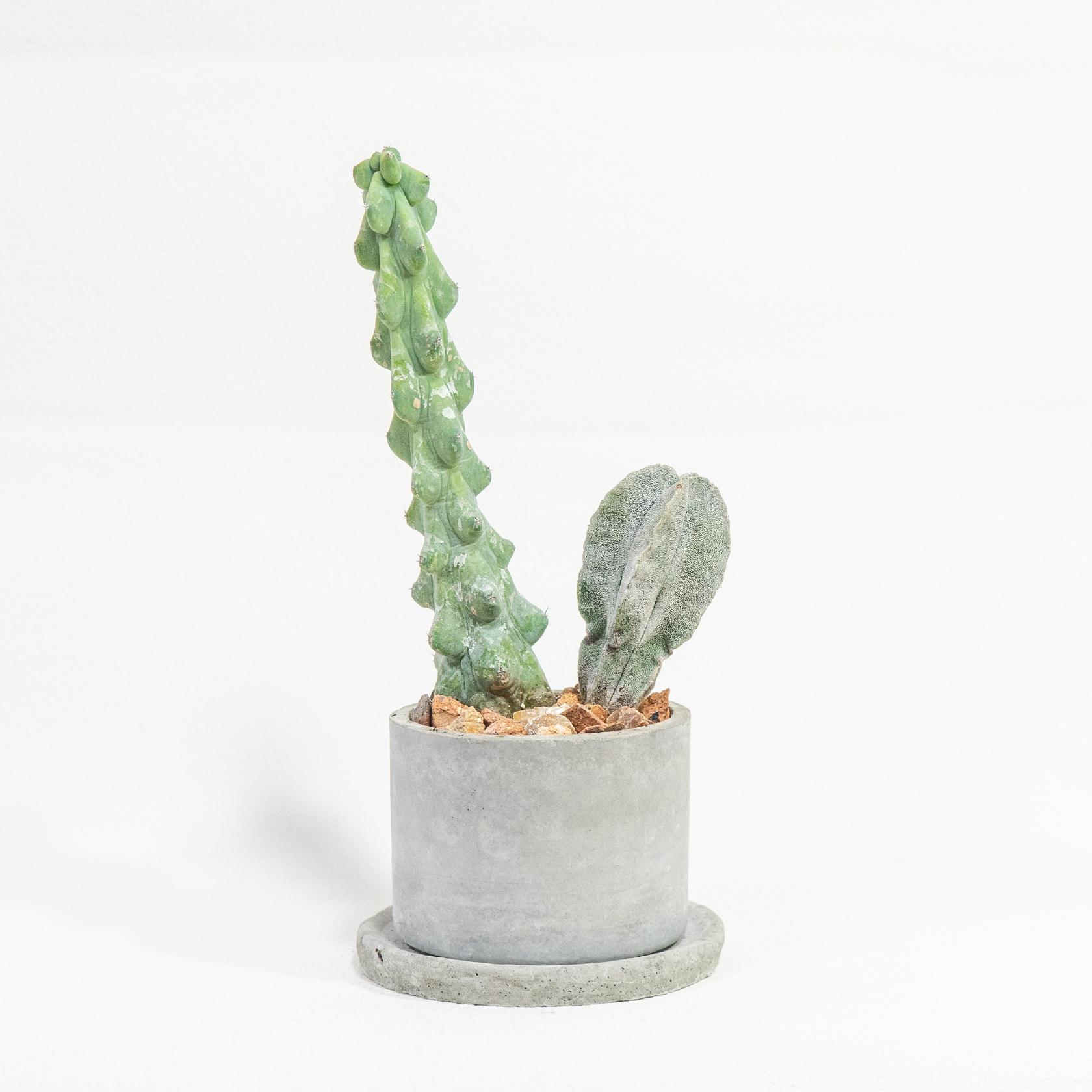 ≪ レア植物 ≫室内管理もオッケーなランポー玉とミルチロカクタスの鉢植え｜マットな風合いのモルタル｜送料全国一律850円1枚目の画像