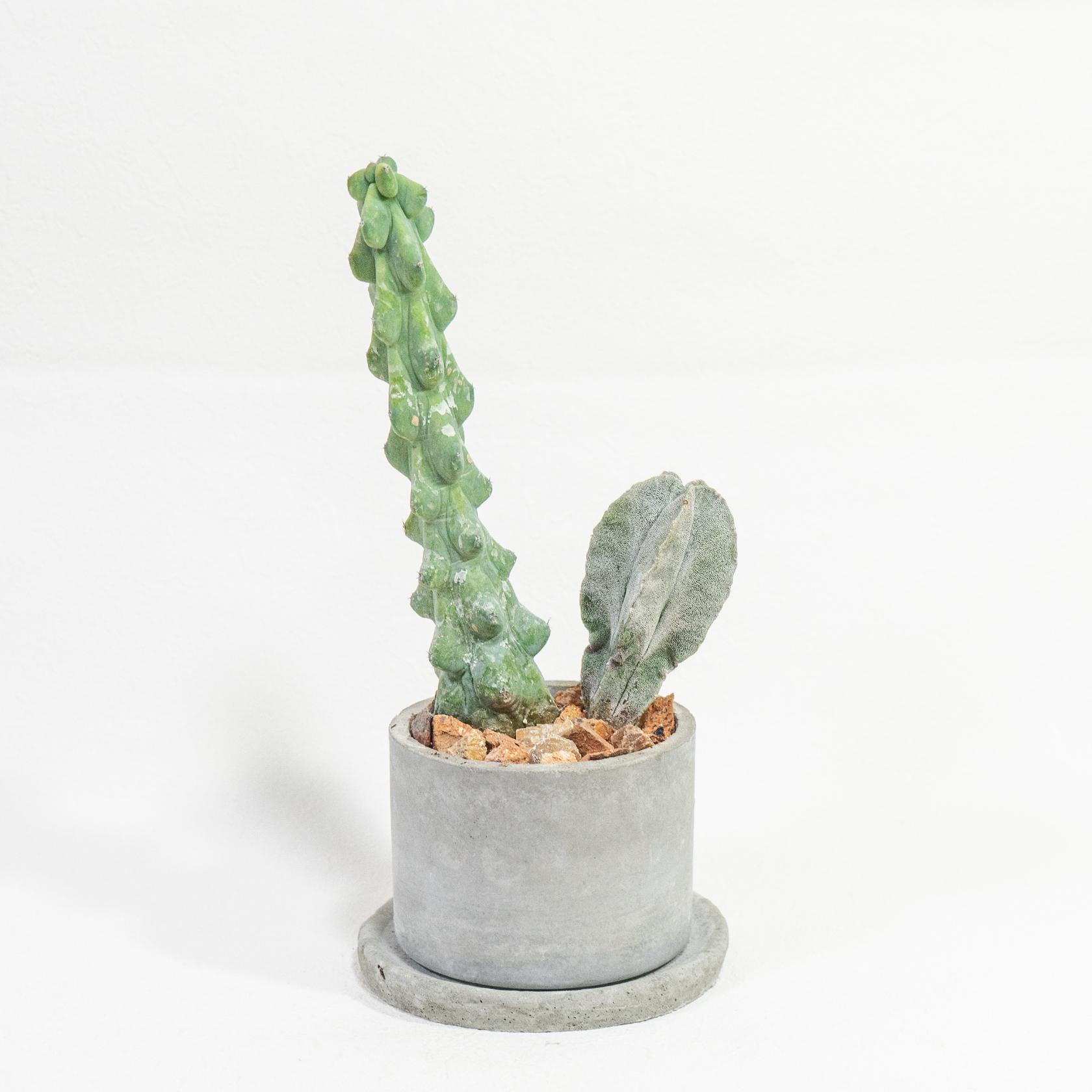 ≪ レア植物 ≫室内管理もオッケーなランポー玉とミルチロカクタスの鉢植え｜マットな風合いのモルタル｜送料全国一律850円 | 2枚目