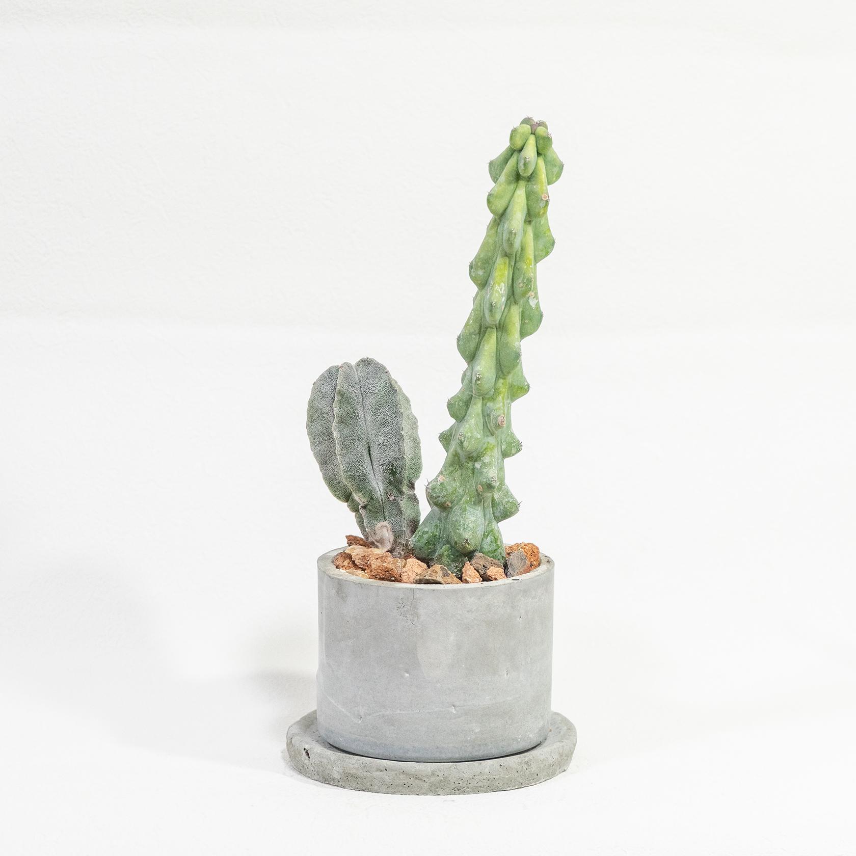 ≪ レア植物 ≫室内管理もオッケーなランポー玉とミルチロカクタスの鉢植え｜マットな風合いのモルタル｜送料全国一律850円 | 3枚目