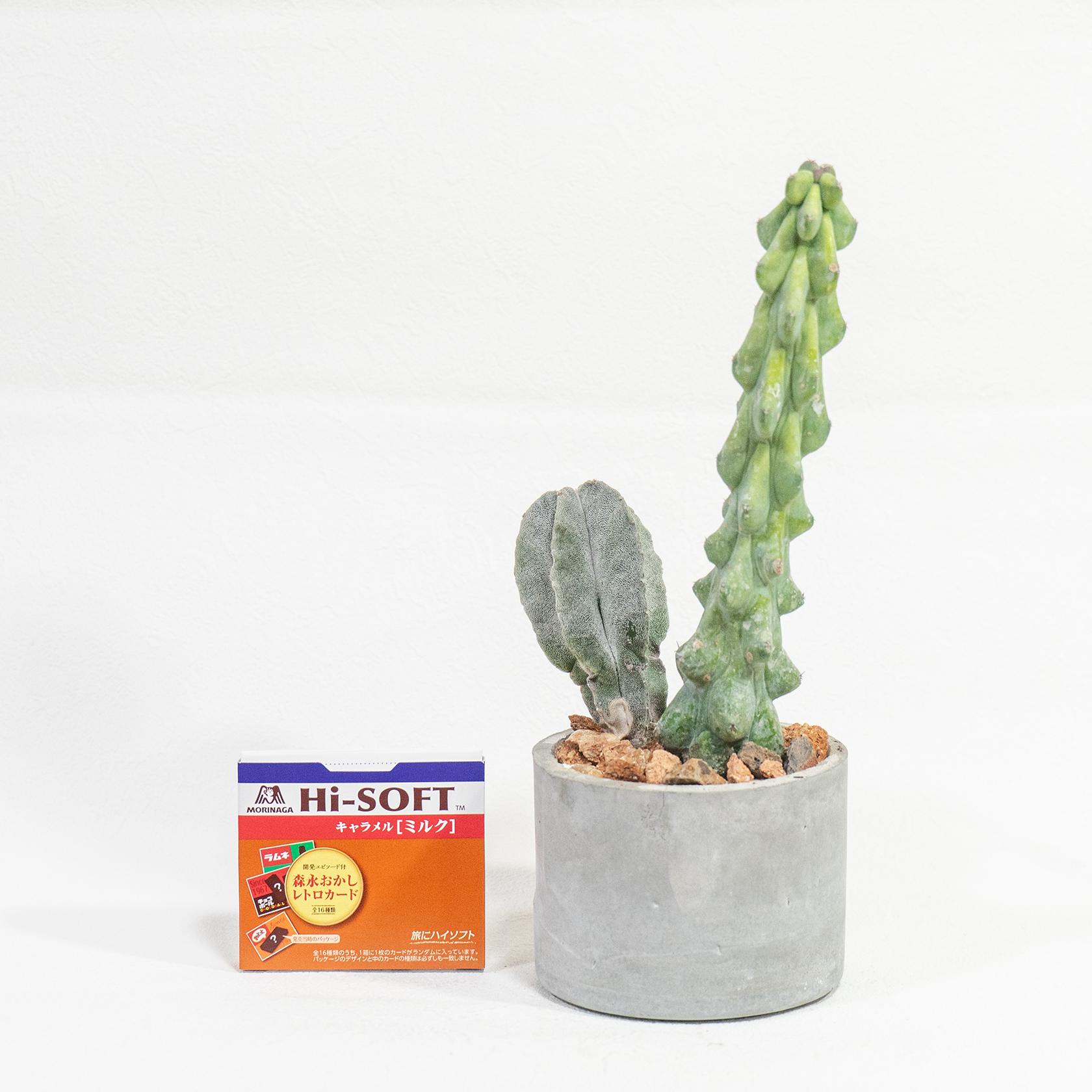 ≪ レア植物 ≫室内管理もオッケーなランポー玉とミルチロカクタスの鉢植え｜マットな風合いのモルタル｜送料全国一律850円 | 4枚目