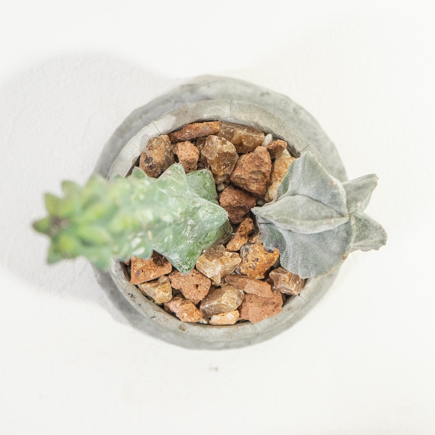 ≪ レア植物 ≫室内管理もオッケーなランポー玉とミルチロカクタスの鉢植え｜マットな風合いのモルタル｜送料全国一律850円 | 5枚目