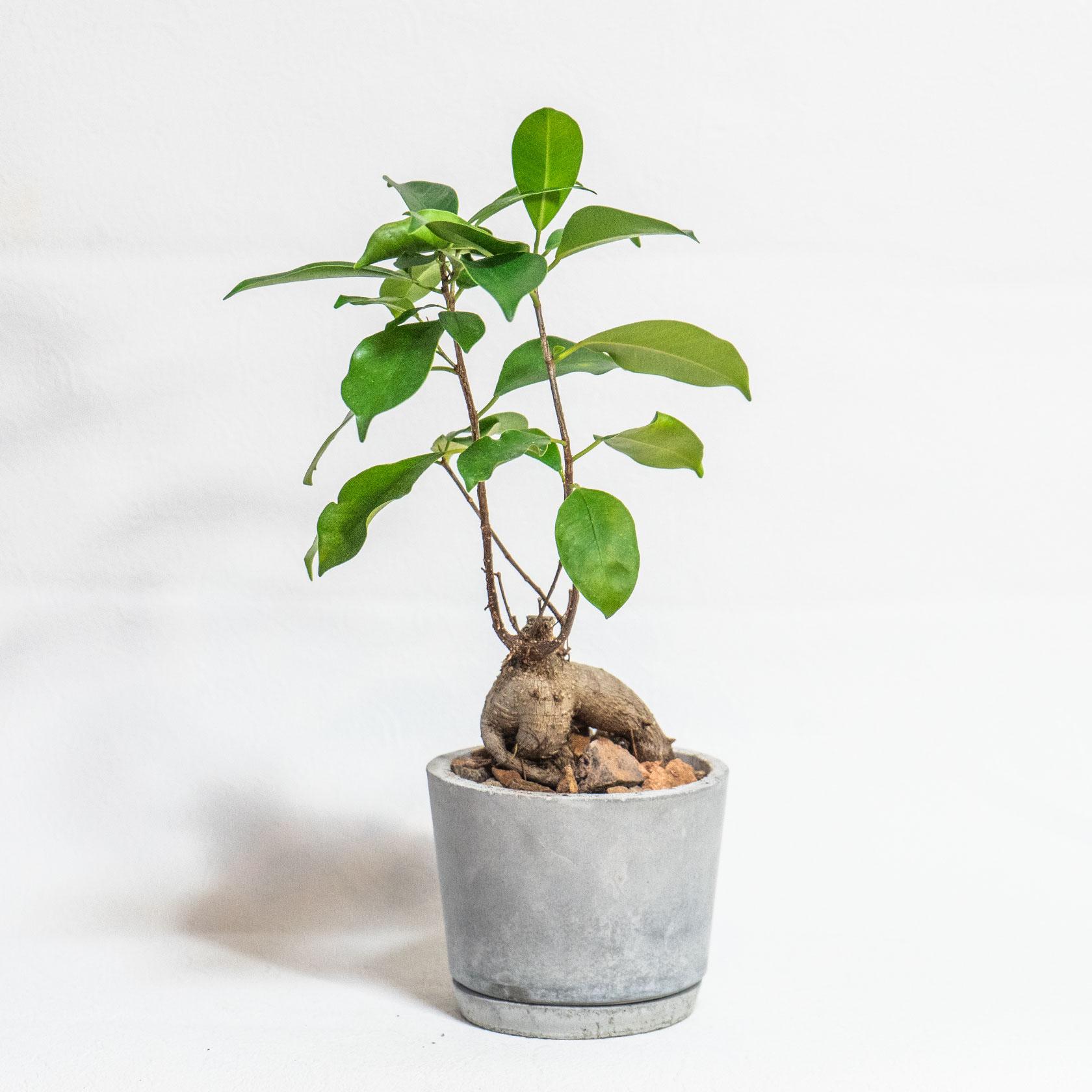 ≪ 観葉植物 ≫室内管理もオッケーなガジュマルの鉢植え｜ざらっとした風合いの手づくりモルタル鉢｜送料全国一律850円1枚目の画像