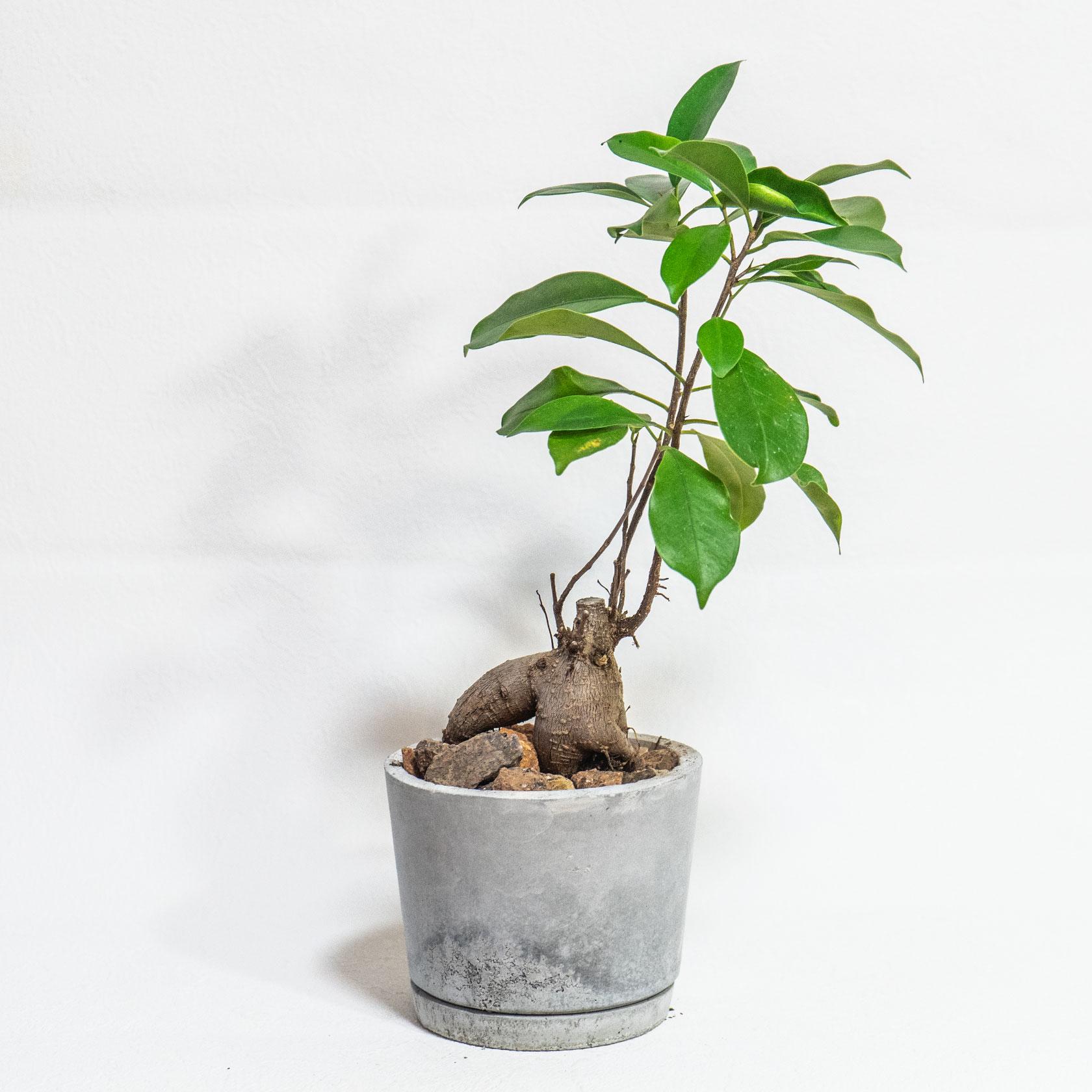 ≪ 観葉植物 ≫室内管理もオッケーなガジュマルの鉢植え｜ざらっとした風合いの手づくりモルタル鉢｜送料全国一律850円 | 2枚目