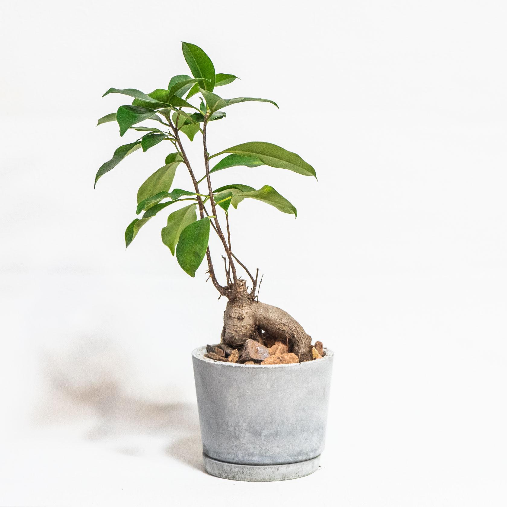 ≪ 観葉植物 ≫室内管理もオッケーなガジュマルの鉢植え｜ざらっとした風合いの手づくりモルタル鉢｜送料全国一律850円 | 3枚目