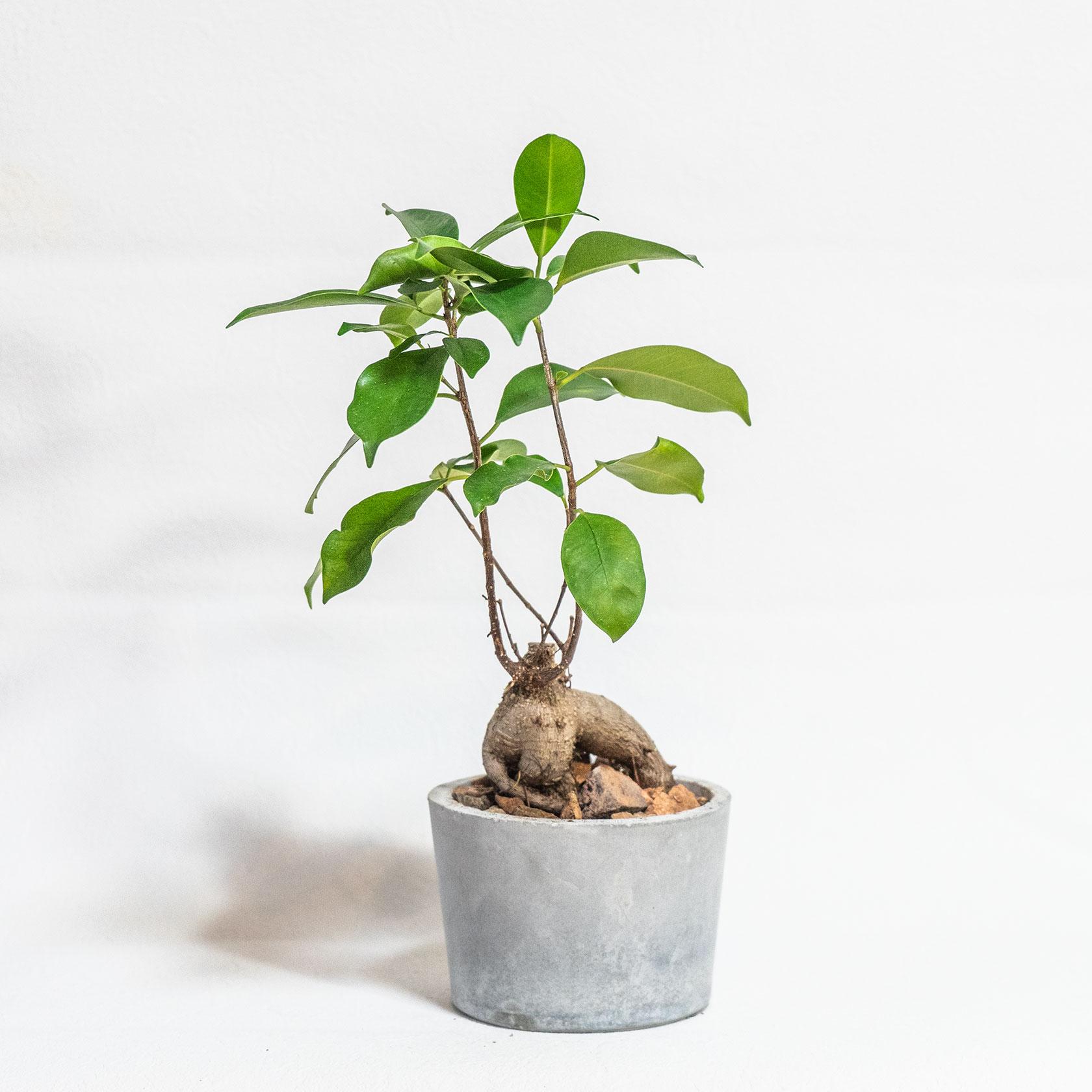 ≪ 観葉植物 ≫室内管理もオッケーなガジュマルの鉢植え｜ざらっとした風合いの手づくりモルタル鉢｜送料全国一律850円 | 4枚目