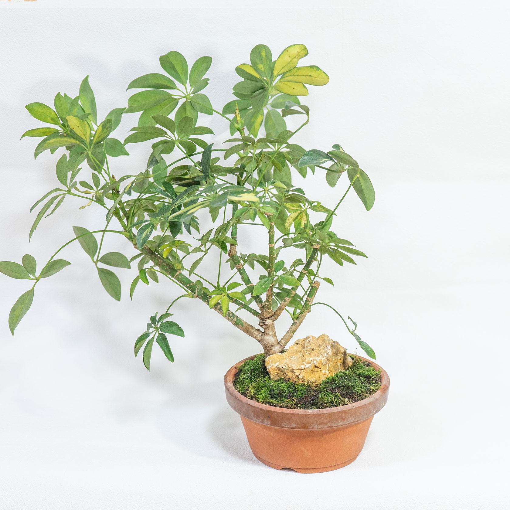 ≪ 観葉植物 ≫室内管理もオッケーなシェフレラの鉢植え｜苔や石を使って盆栽仕立てに仕上げました｜送料全国一律850円1枚目の画像