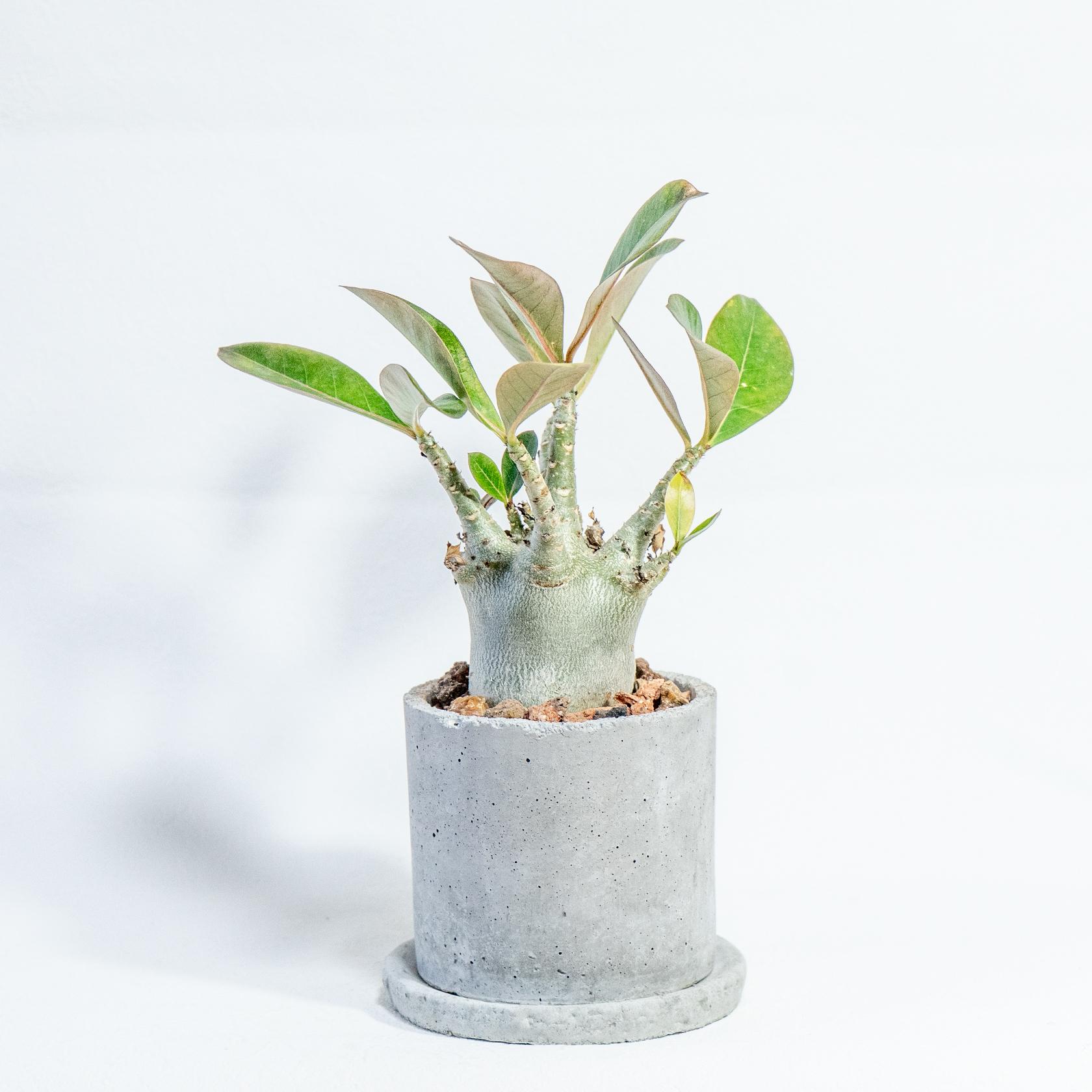 ≪ 多肉植物 ≫室内管理もオッケーなドワーフ型アデニウムの鉢植え｜ミニマルな手作りモルタル鉢｜送料全国一律850円1枚目の画像