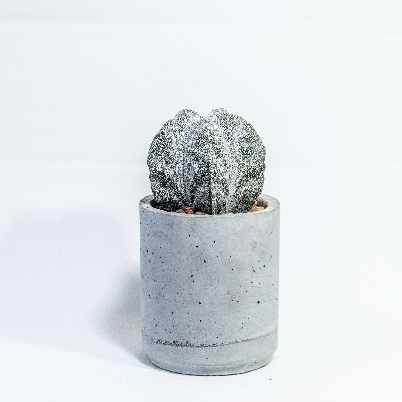 ≪ レア植物 ≫室内管理もオッケーな恩塚ランポー玉の鉢植え｜ミニマルなモルタル鉢は手づくりです｜送料全国一律850円1枚目の画像