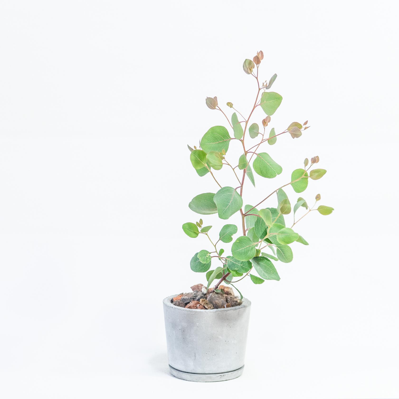 ≪ 観葉植物 ≫お庭やベランダで育てるユーカリ・ポリアンセモスの鉢植え｜ミニマルな手作りモルタル鉢｜送料全国一律850円1枚目の画像