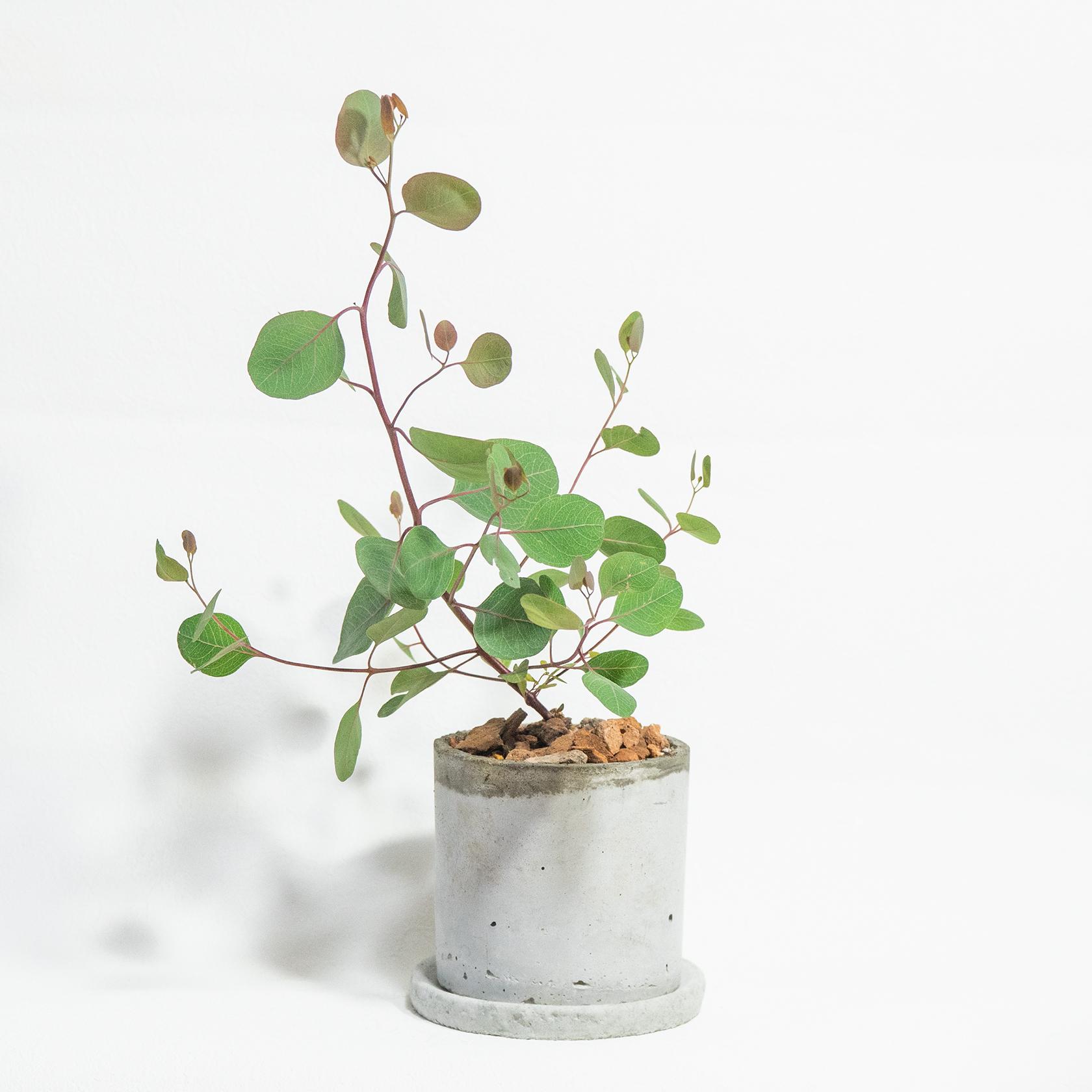 ≪ 観葉植物 ≫お庭やベランダで育てるユーカリ・ポリアンセモスの鉢植え｜無機質な手作りモルタル鉢｜送料全国一律850円1枚目の画像