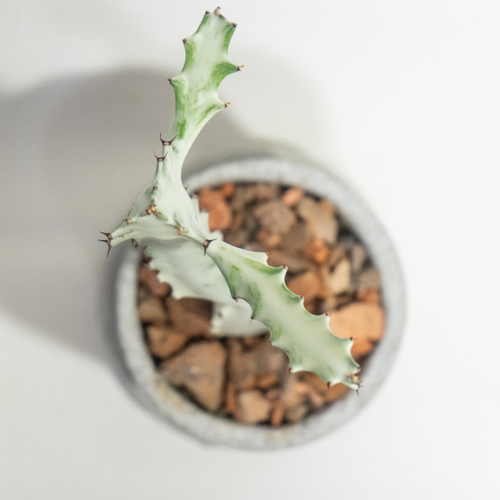 ≪ 多肉植物 ≫室内管理もオッケーなユーフォルビア・ホワイトゴーストの鉢植え｜無機質なモルタル鉢｜送料全国一律850円 | 5枚目