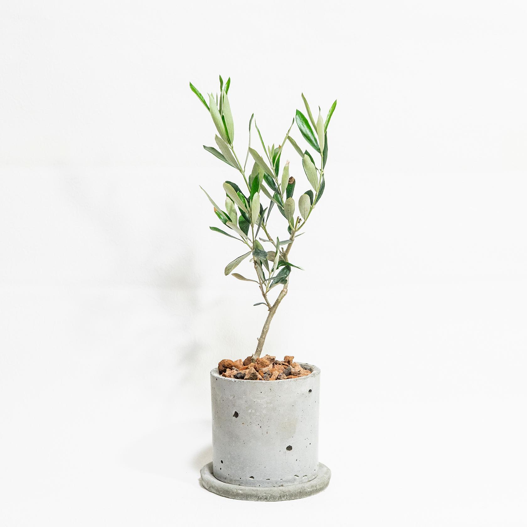 ≪ 観葉植物 ≫贈りたくなる、小さなオリーブの鉢植え｜ざらっとした風合いの手づくりモルタル鉢｜送料全国一律850円1枚目の画像