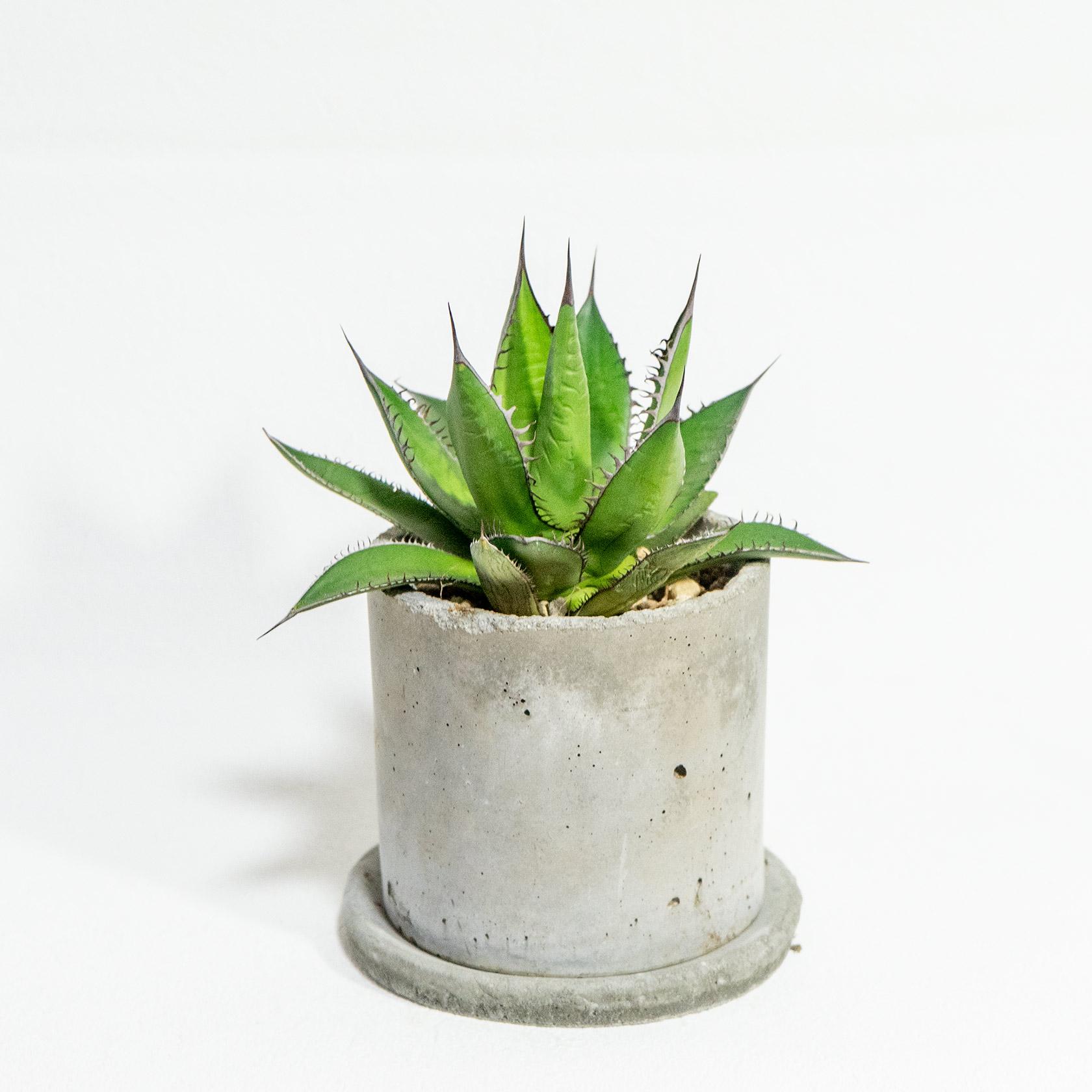 ≪ レア植物 ≫研ぎ澄まされた美しさが魅力のアガベ・ホリダの鉢植え｜無機質な手作りモルタル鉢｜送料全国一律850円1枚目の画像