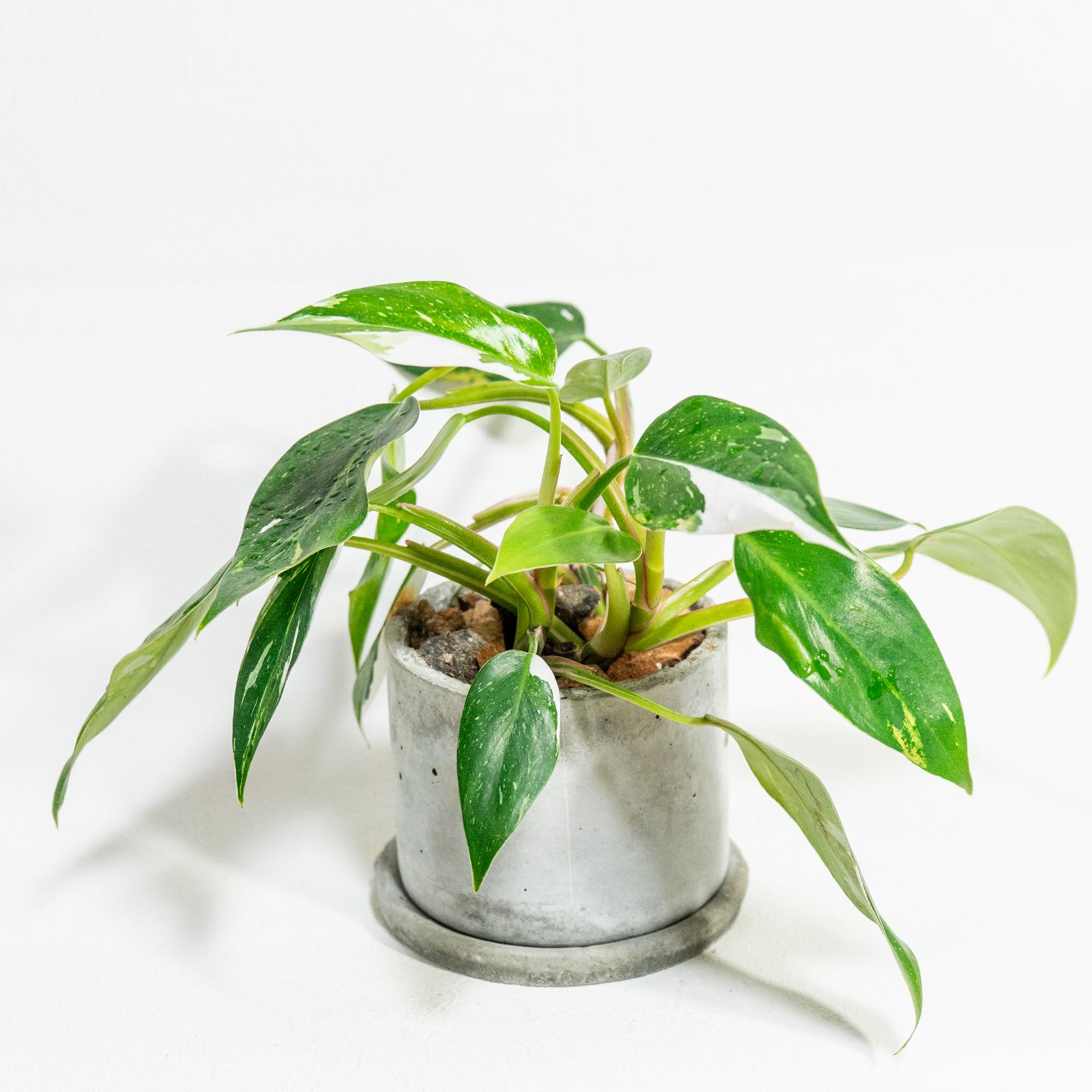 ≪ 観葉植物 ≫一枚一枚がアートなフィロデンドロンの鉢植え｜ざらっとした風合いの手づくりモルタル鉢｜送料全国一律850円1枚目の画像