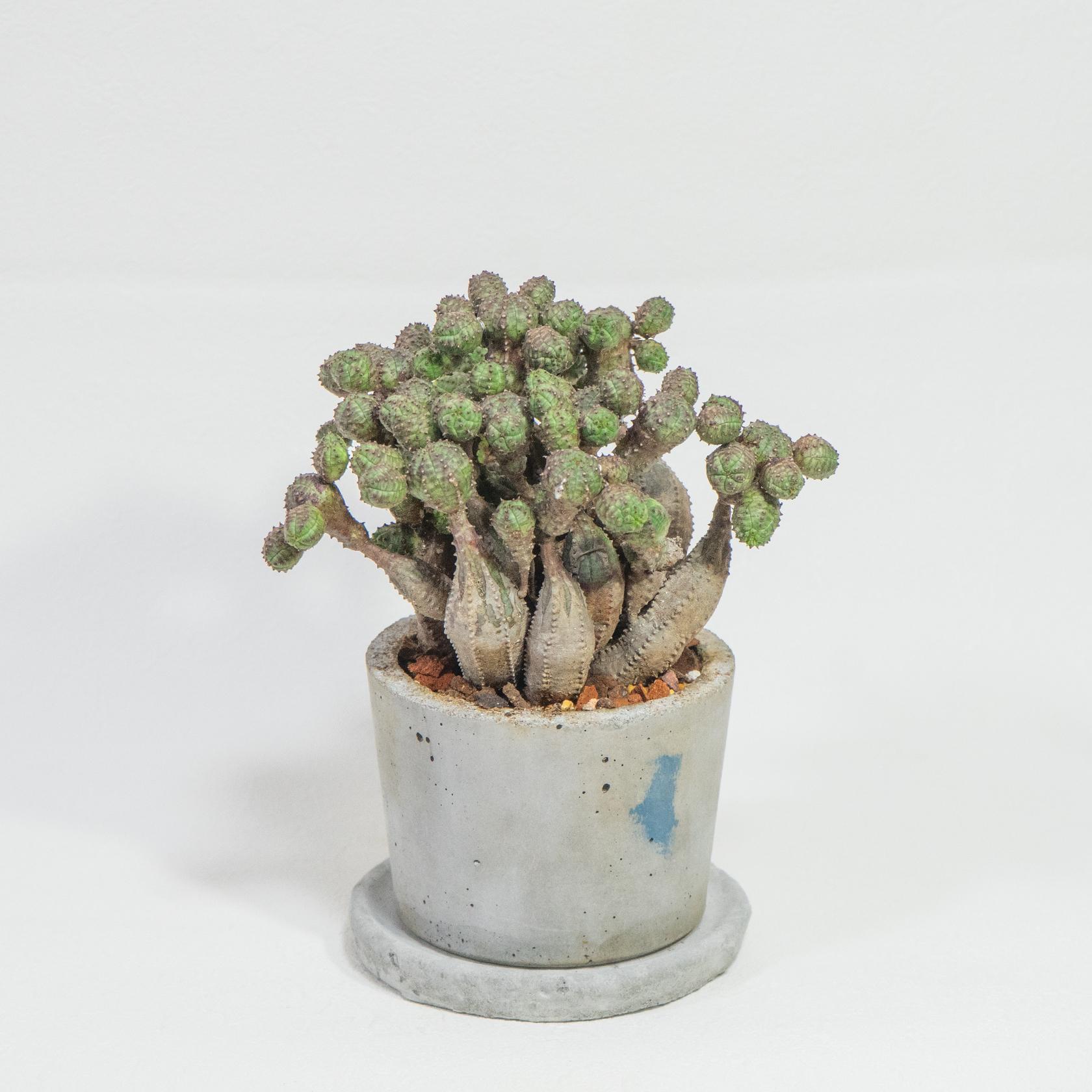 ≪ 多肉植物 ≫どんどん増える、どんどん愛おしいオベサブロウの鉢植え｜シンプルな手作りモルタル鉢｜送料全国一律850円1枚目の画像