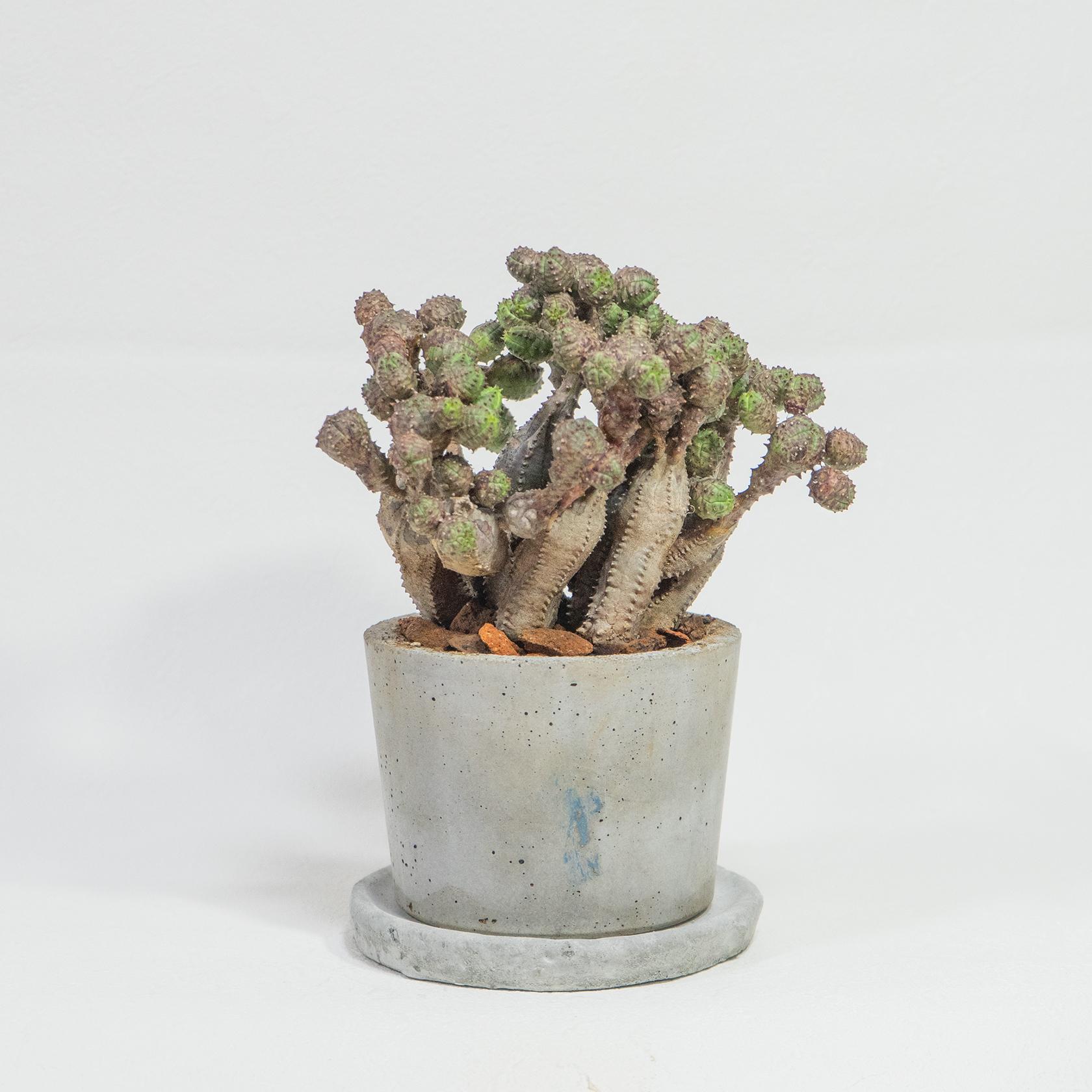 ≪ 多肉植物 ≫どんどん増える、どんどん愛おしいオベサブロウの鉢植え｜シンプルな手作りモルタル鉢｜送料全国一律850円 | 3枚目