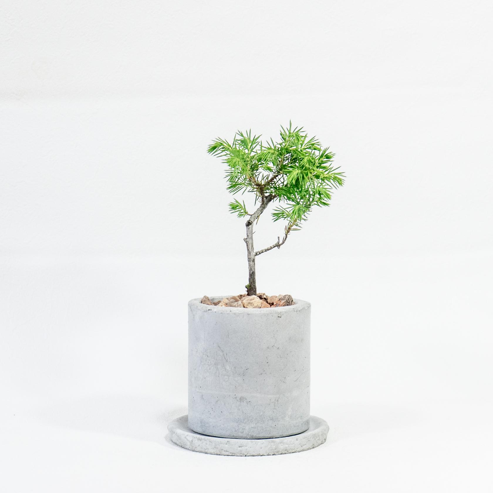 ≪ 観葉植物 ≫はじめての“和”グリーンにぴったりな、トショウマツの鉢植え｜手作りのモルタル鉢｜送料全国一律850円1枚目の画像