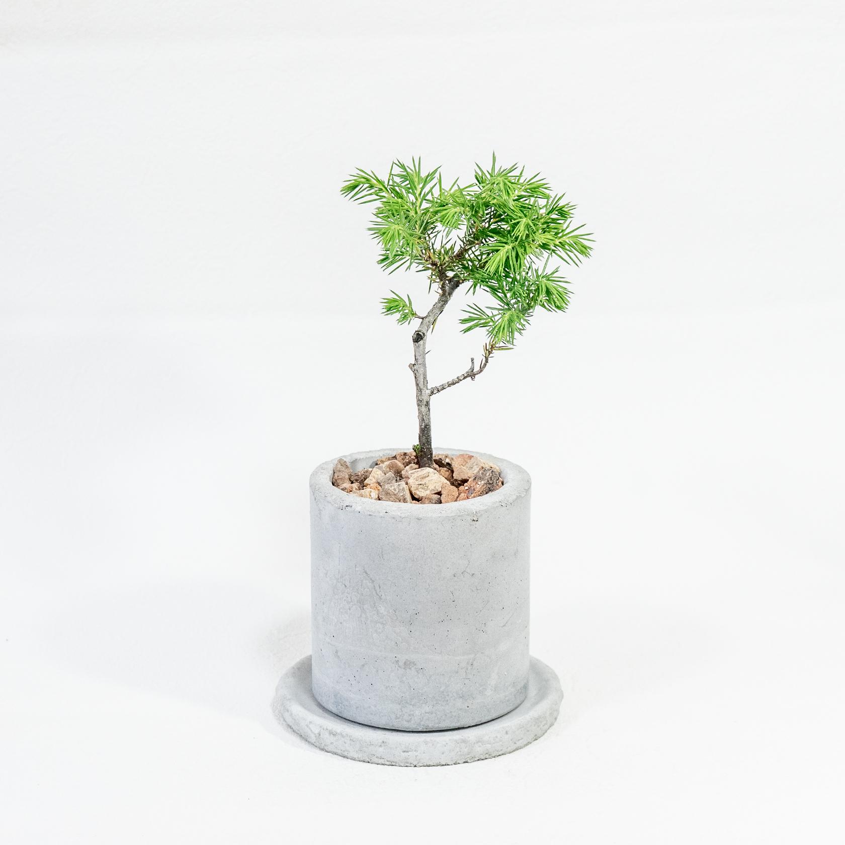 ≪ 観葉植物 ≫はじめての“和”グリーンにぴったりな、トショウマツの鉢植え｜手作りのモルタル鉢｜送料全国一律850円 | 2枚目