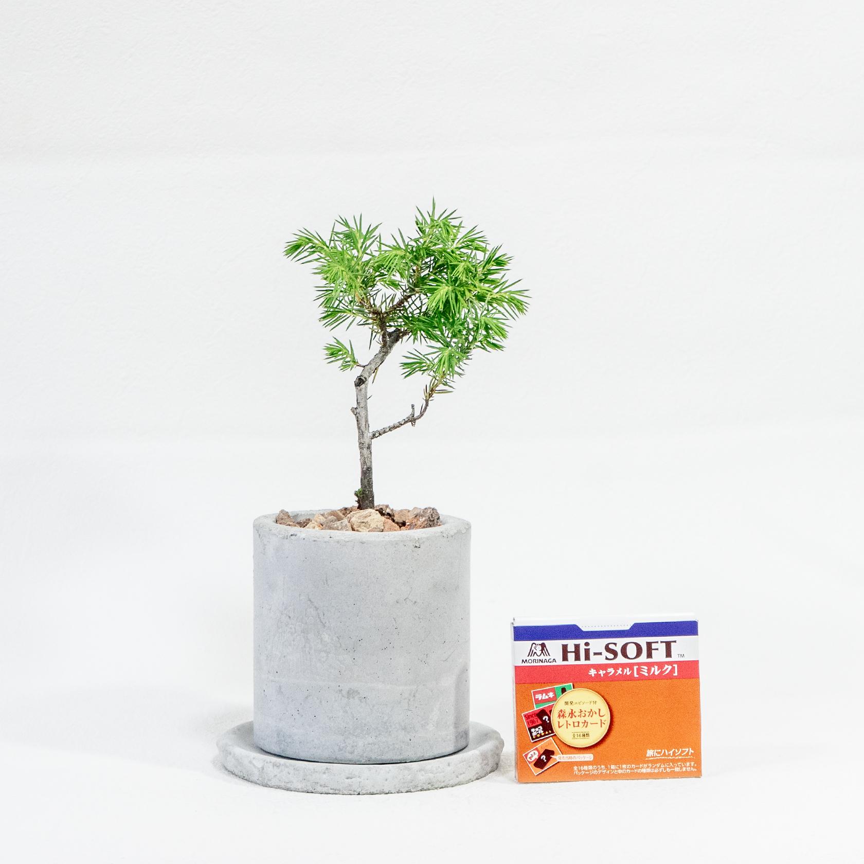 ≪ 観葉植物 ≫はじめての“和”グリーンにぴったりな、トショウマツの鉢植え｜手作りのモルタル鉢｜送料全国一律850円 | 3枚目