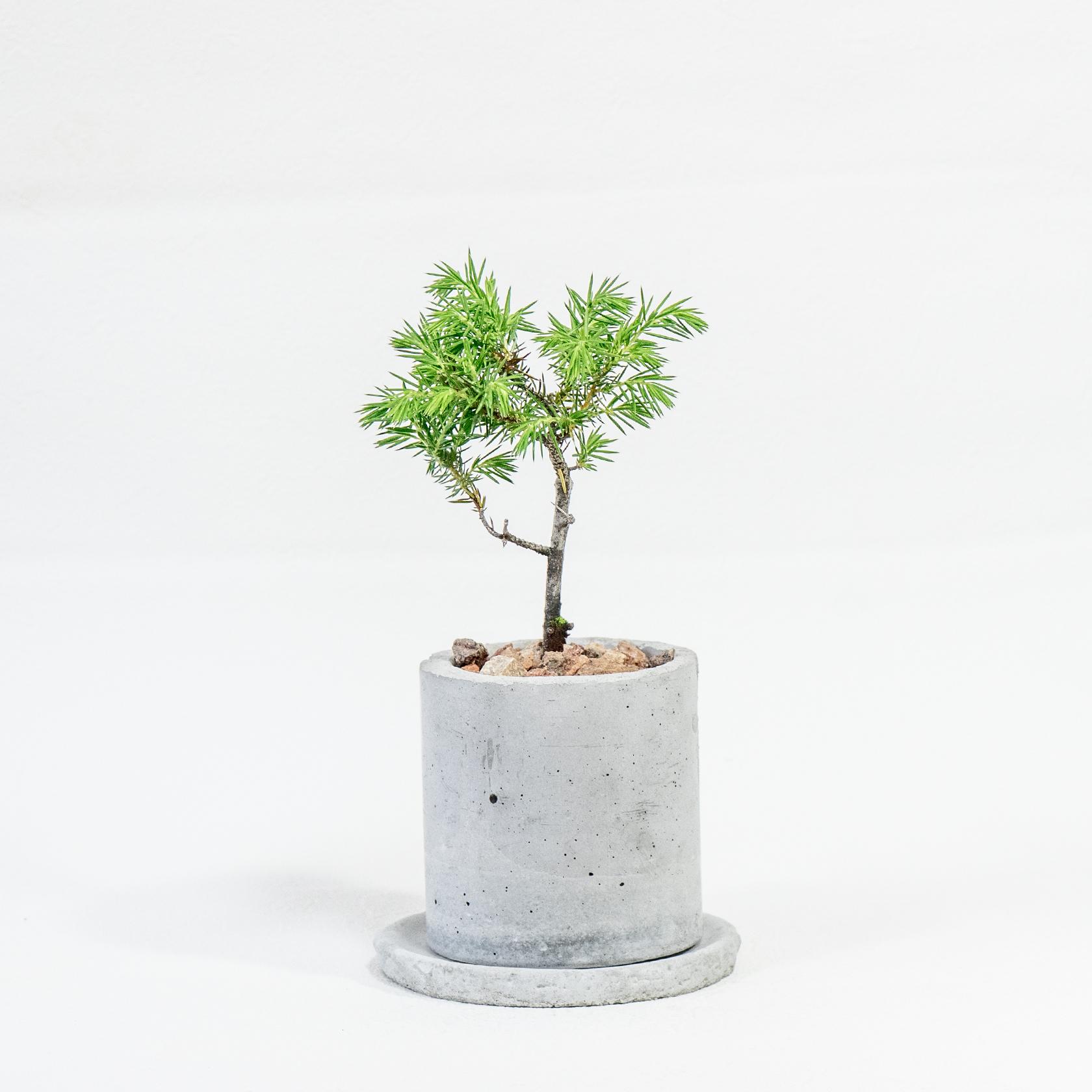 ≪ 観葉植物 ≫はじめての“和”グリーンにぴったりな、トショウマツの鉢植え｜手作りのモルタル鉢｜送料全国一律850円 | 4枚目