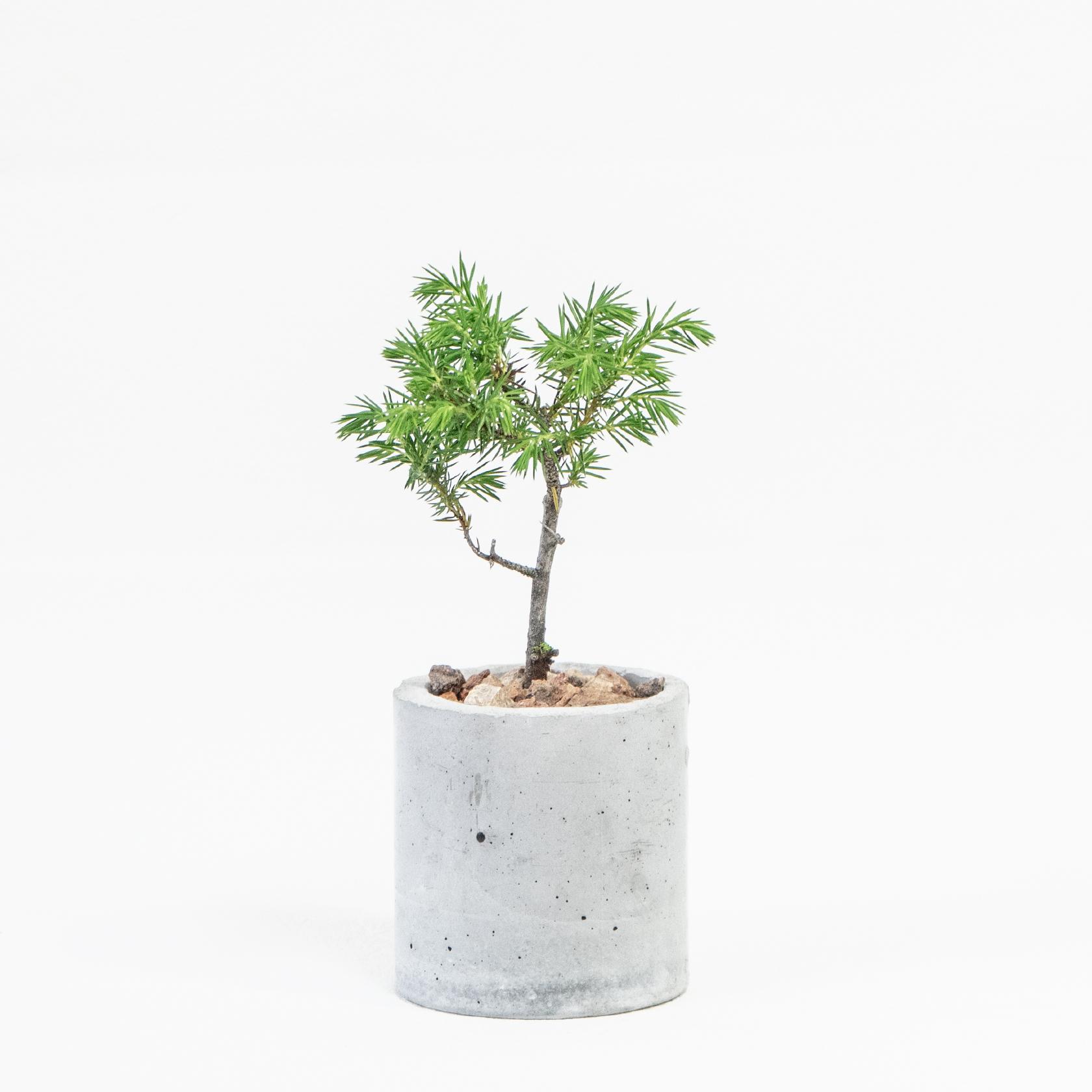 ≪ 観葉植物 ≫はじめての“和”グリーンにぴったりな、トショウマツの鉢植え｜手作りのモルタル鉢｜送料全国一律850円 | 5枚目