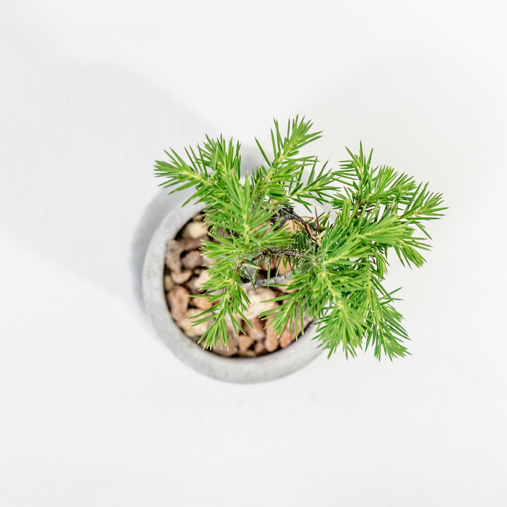 ≪ 観葉植物 ≫はじめての“和”グリーンにぴったりな、トショウマツの鉢植え｜手作りのモルタル鉢｜送料全国一律850円 | 6枚目