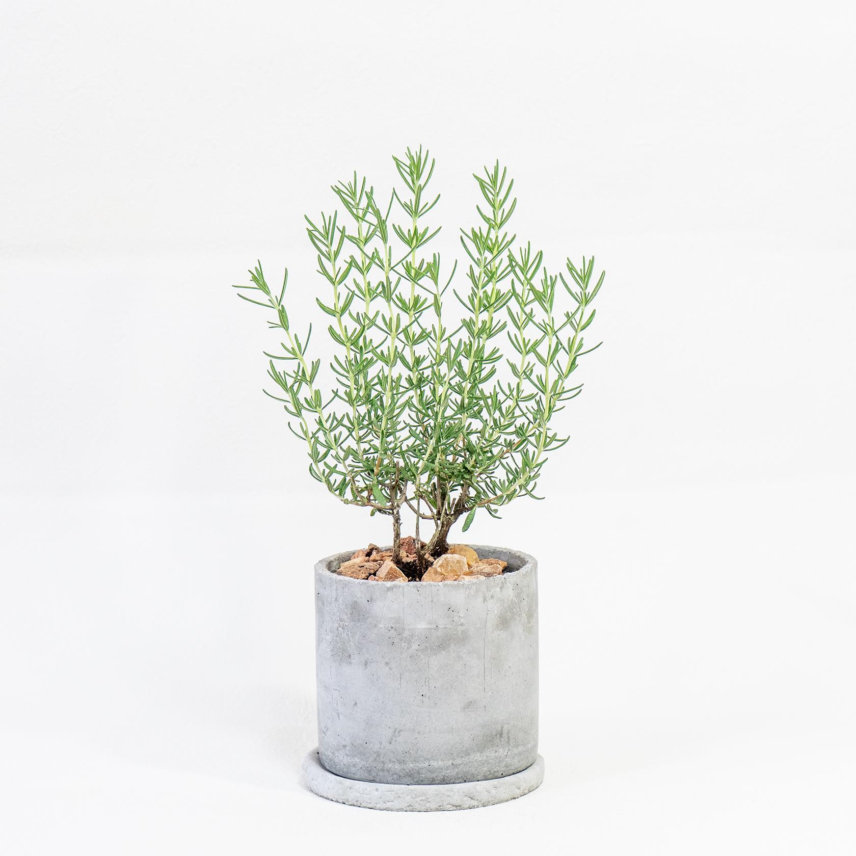 ≪ ハーブ ≫小さな針葉がかわいくて爽やかなローズマリーの鉢植え｜無機質な手づくりモルタル鉢｜送料全国一律850円1枚目の画像