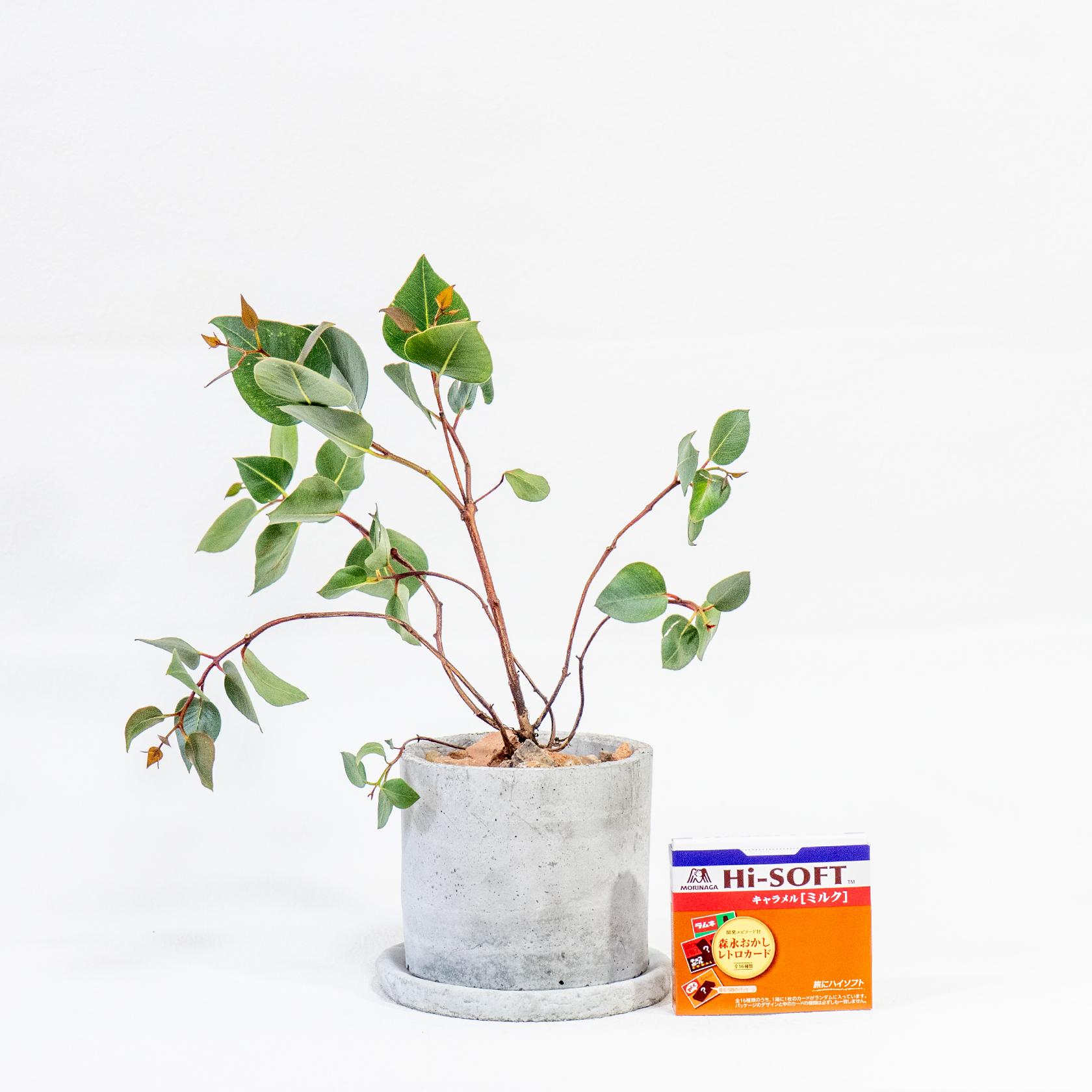 ≪ 観葉植物 ≫赤い茎とシルバーリーフのコントラストが美しいユーカリの鉢植え｜手づくりモルタル鉢｜送料全国一律850円 | 2枚目