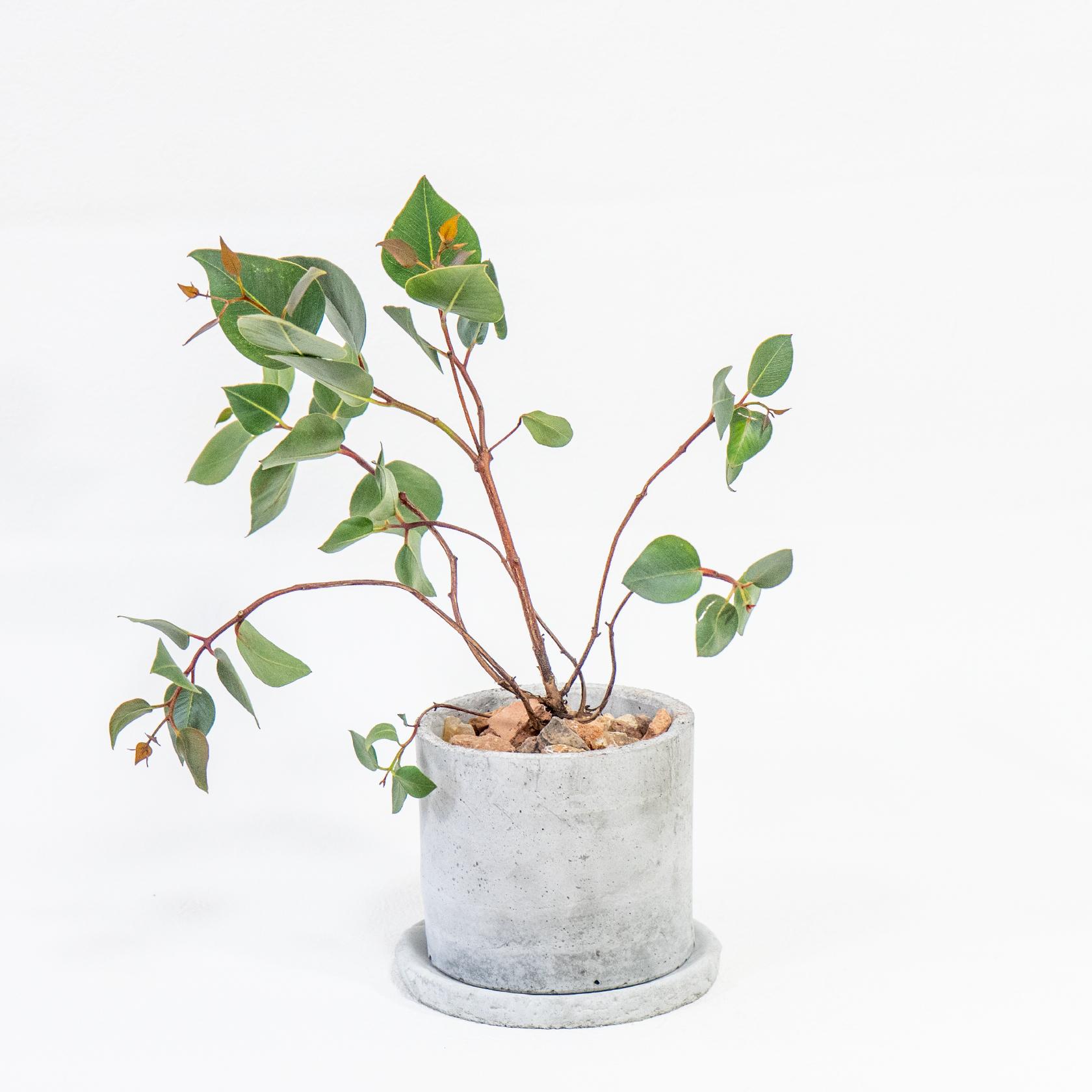 ≪ 観葉植物 ≫赤い茎とシルバーリーフのコントラストが美しいユーカリの鉢植え｜手づくりモルタル鉢｜送料全国一律850円 | 3枚目
