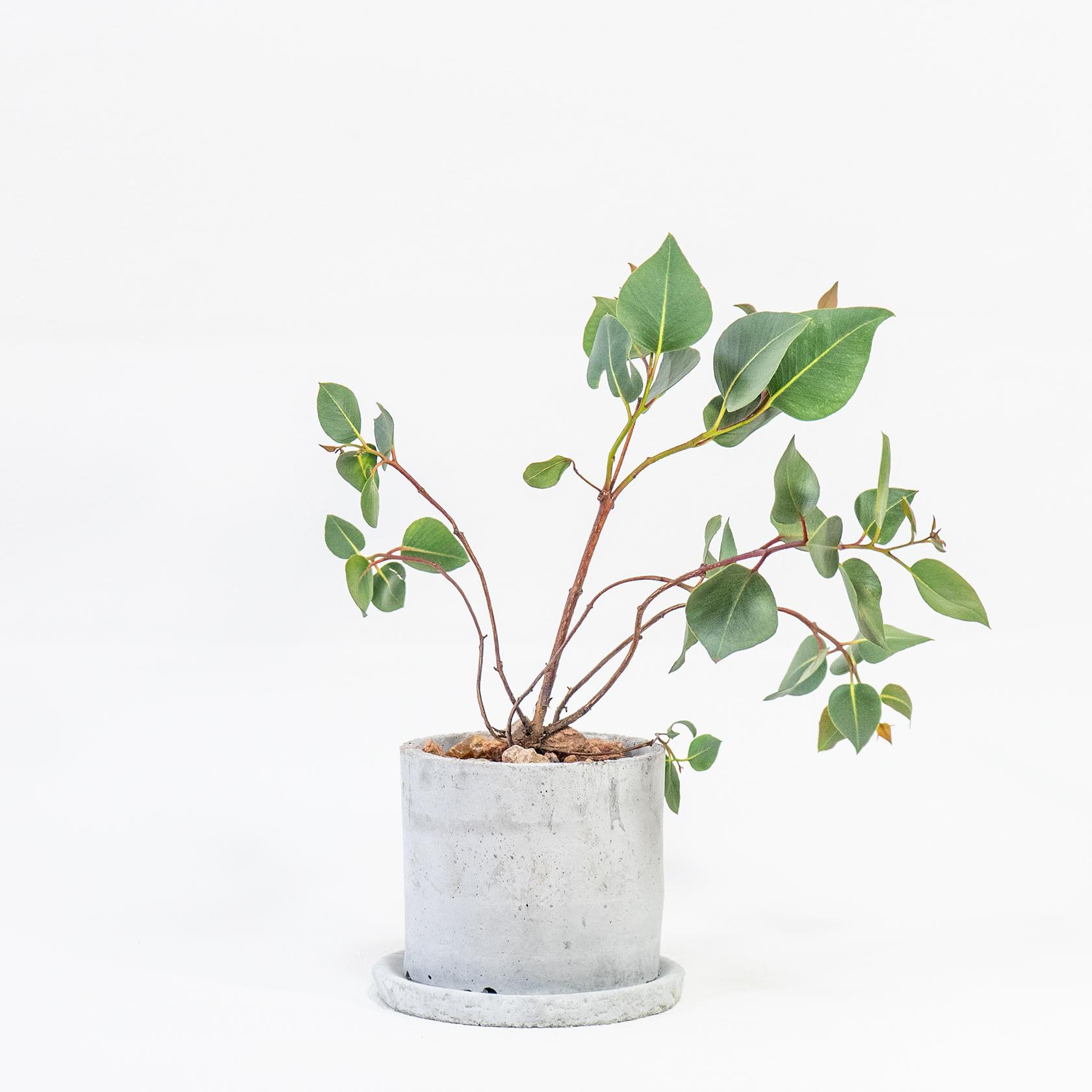 ≪ 観葉植物 ≫赤い茎とシルバーリーフのコントラストが美しいユーカリの鉢植え｜手づくりモルタル鉢｜送料全国一律850円 | 4枚目