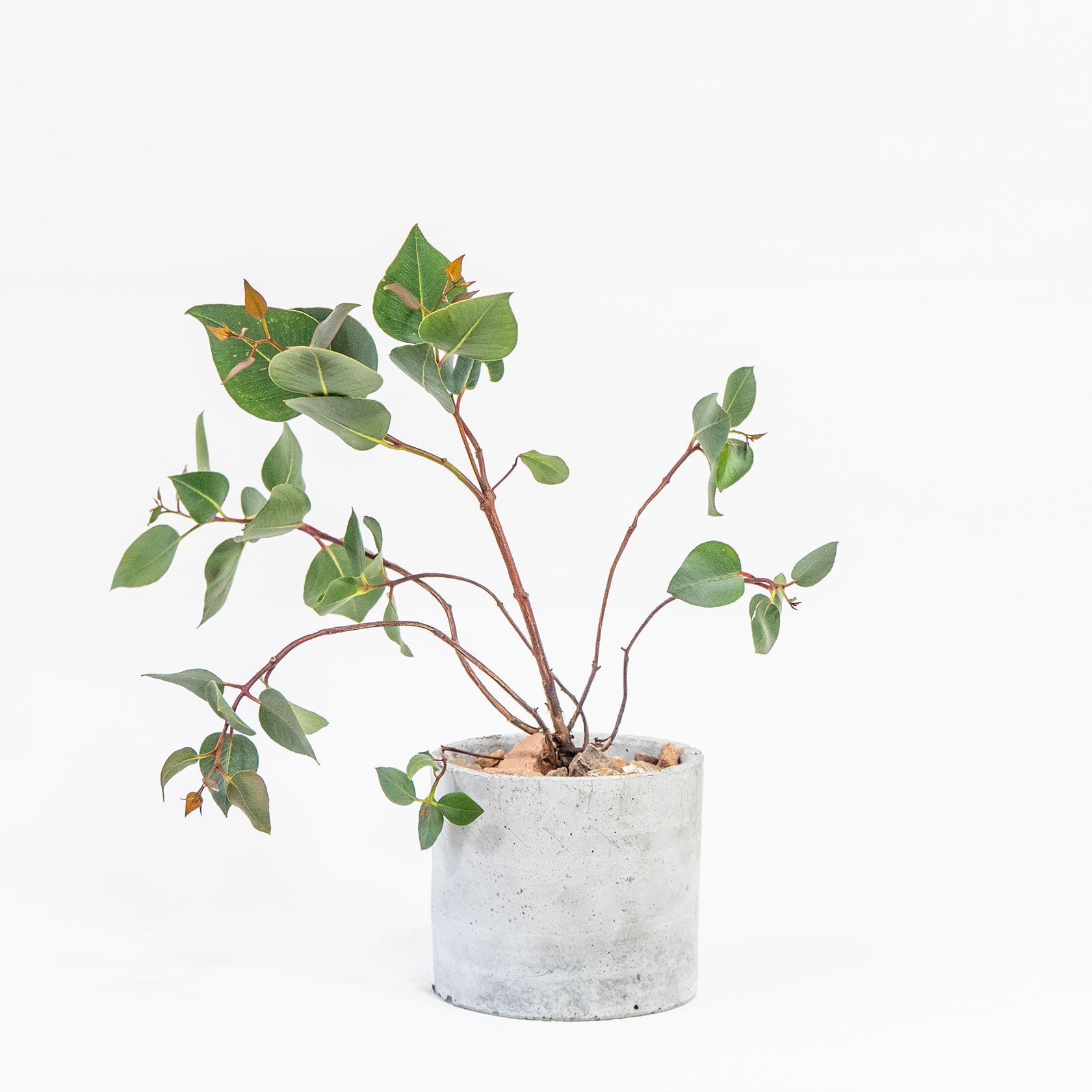 ≪ 観葉植物 ≫赤い茎とシルバーリーフのコントラストが美しいユーカリの鉢植え｜手づくりモルタル鉢｜送料全国一律850円 | 5枚目