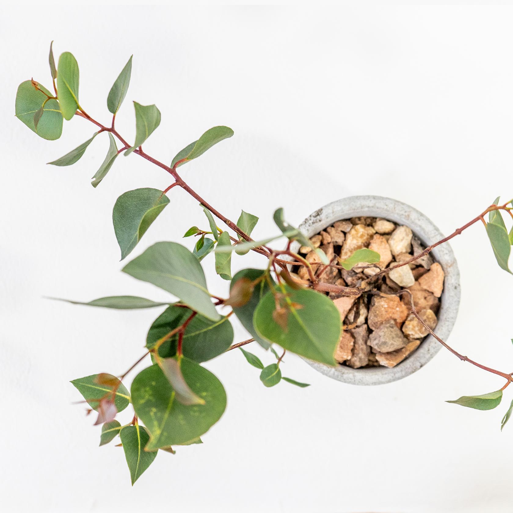≪ 観葉植物 ≫赤い茎とシルバーリーフのコントラストが美しいユーカリの鉢植え｜手づくりモルタル鉢｜送料全国一律850円 | 6枚目