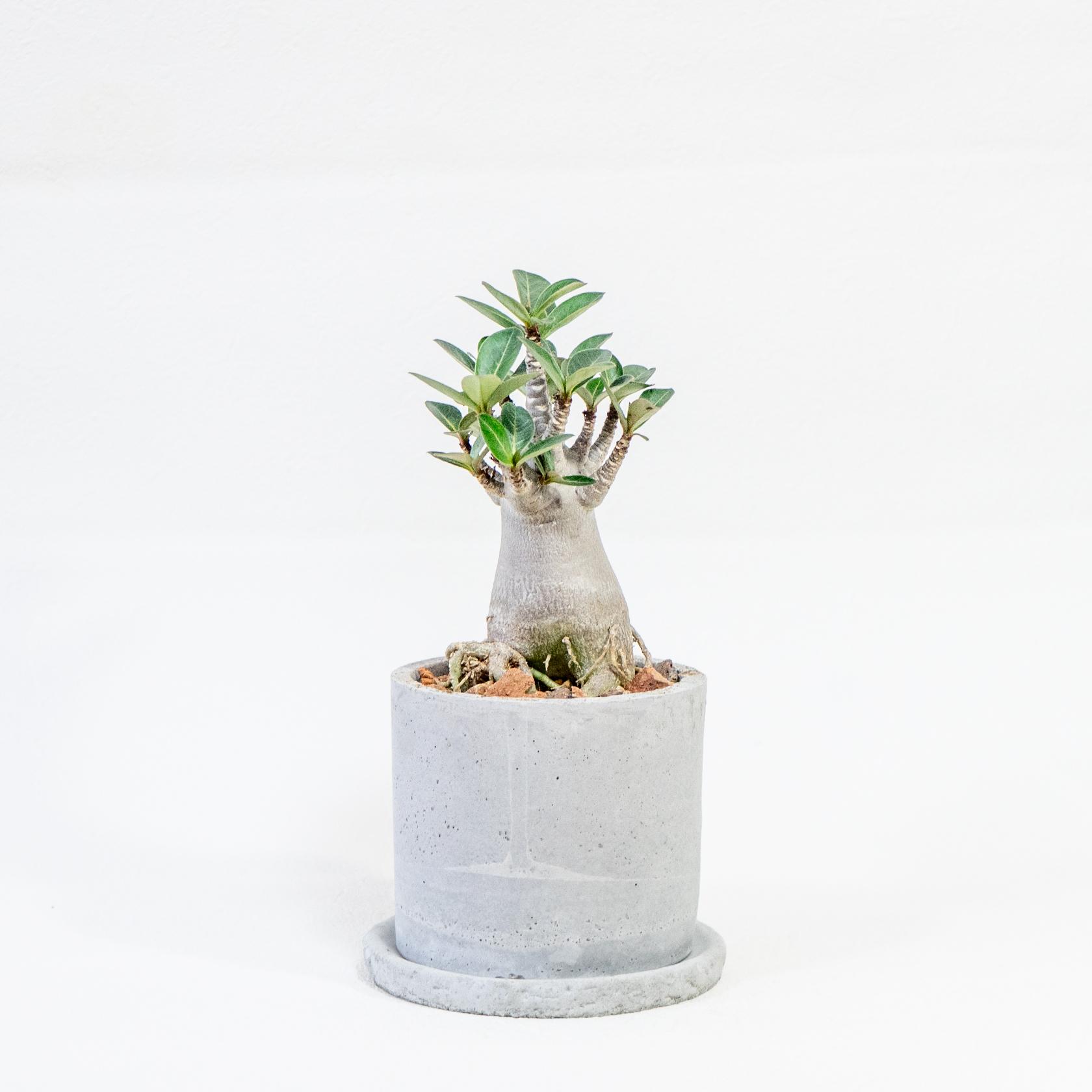 ≪ 多肉植物 ≫ふっくらフォルムで心なごむアデニウムの鉢植え｜シンプルな手作りモルタル鉢｜送料全国一律850円