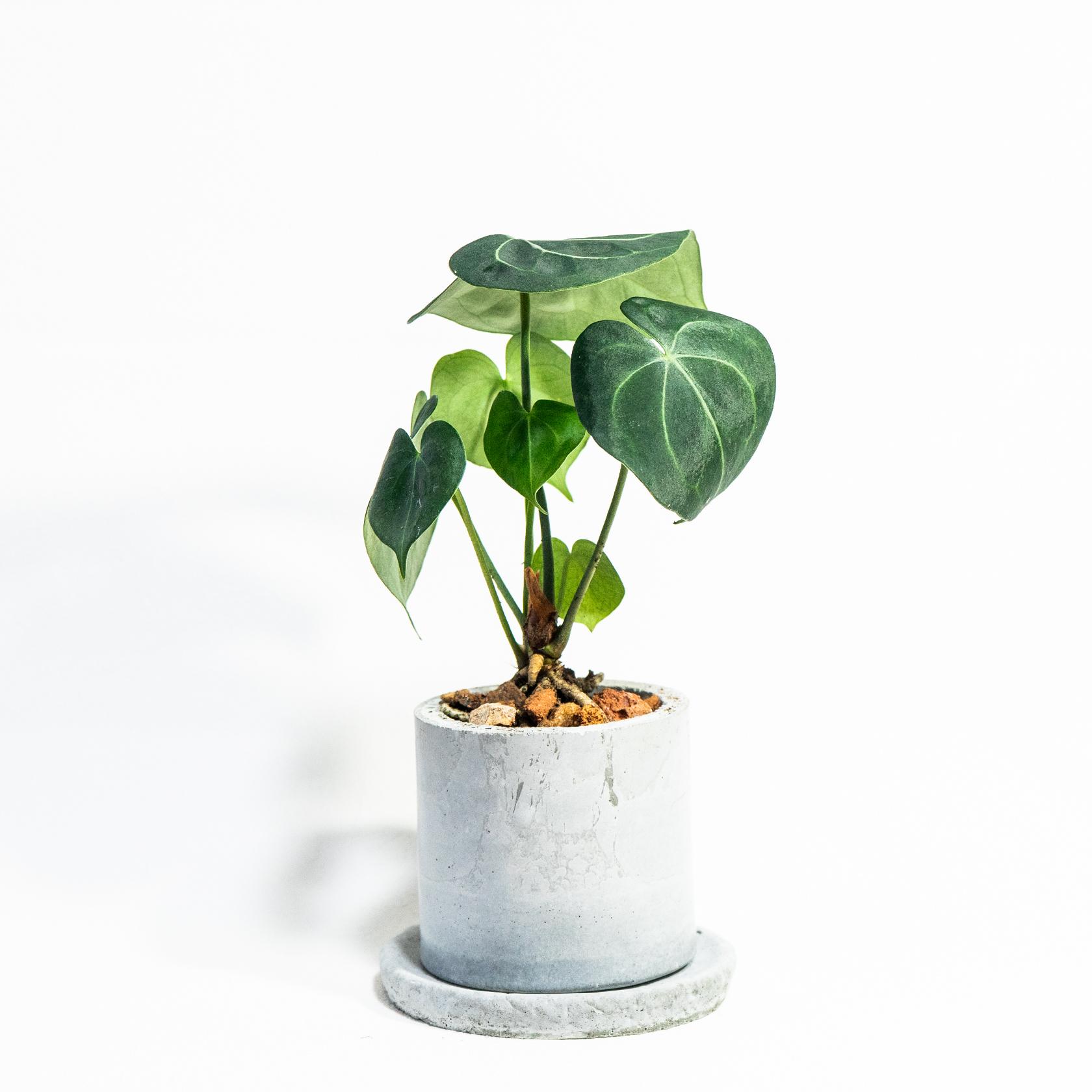 ≪ 観葉植物 ≫サテンのような葉が魅せるアンスリウムの鉢植え｜無機質な手づくりモルタル鉢｜送料全国一律850円1枚目の画像