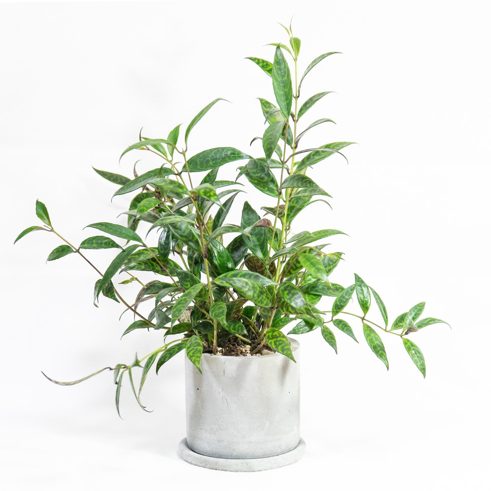 ≪ 観葉植物 ≫モダン空間に映える、模様葉が美しいエスキナンサスの鉢植え｜手づくりのモルタル鉢｜送料全国一律850円1枚目の画像