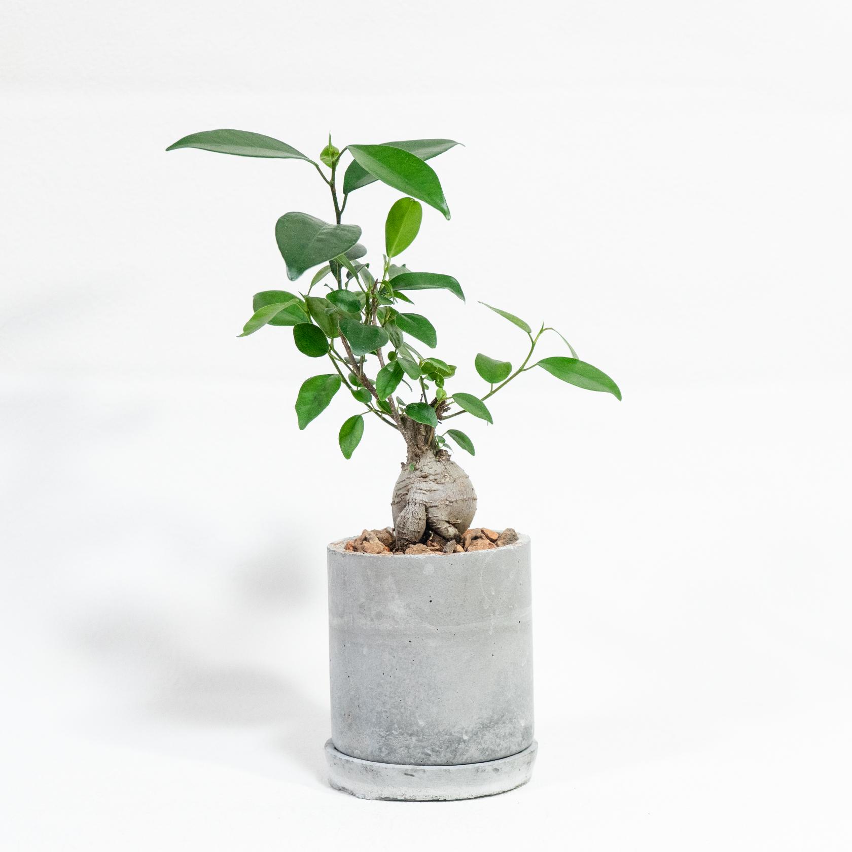 ≪ 観葉植物 ≫丸みのある幹が生む、不思議な存在感のガジュマルの鉢植え｜無機質な手づくりモルタル鉢｜送料全国一律850円 | 3枚目