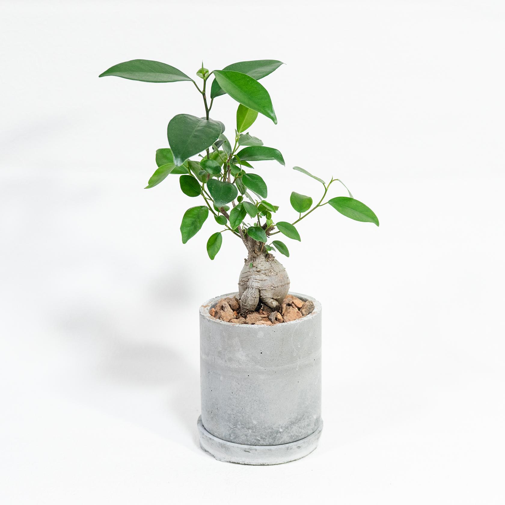 ≪ 観葉植物 ≫丸みのある幹が生む、不思議な存在感のガジュマルの鉢植え｜無機質な手づくりモルタル鉢｜送料全国一律850円 | 4枚目