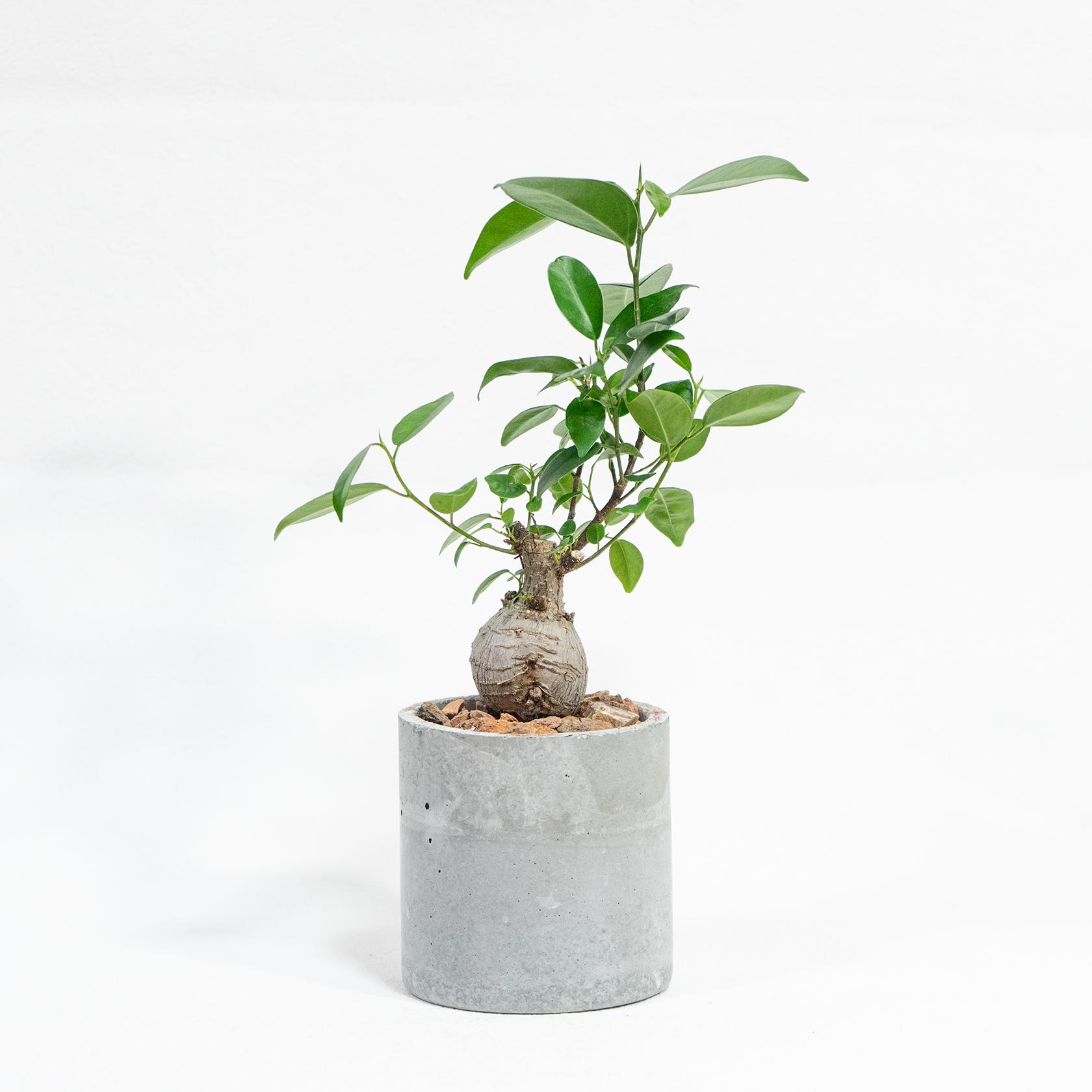 ≪ 観葉植物 ≫丸みのある幹が生む、不思議な存在感のガジュマルの鉢植え｜無機質な手づくりモルタル鉢｜送料全国一律850円 | 5枚目