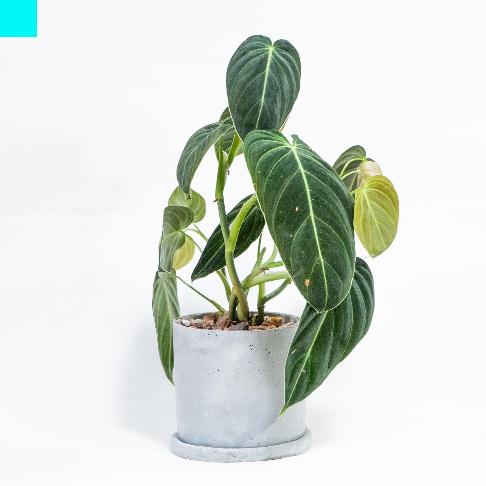 ≪ 観葉植物 ≫ビロードの質感を楽しむグリーン・ビロードカズラの鉢植え｜無機質な手づくりモルタル鉢｜送料全国一律850円1枚目の画像