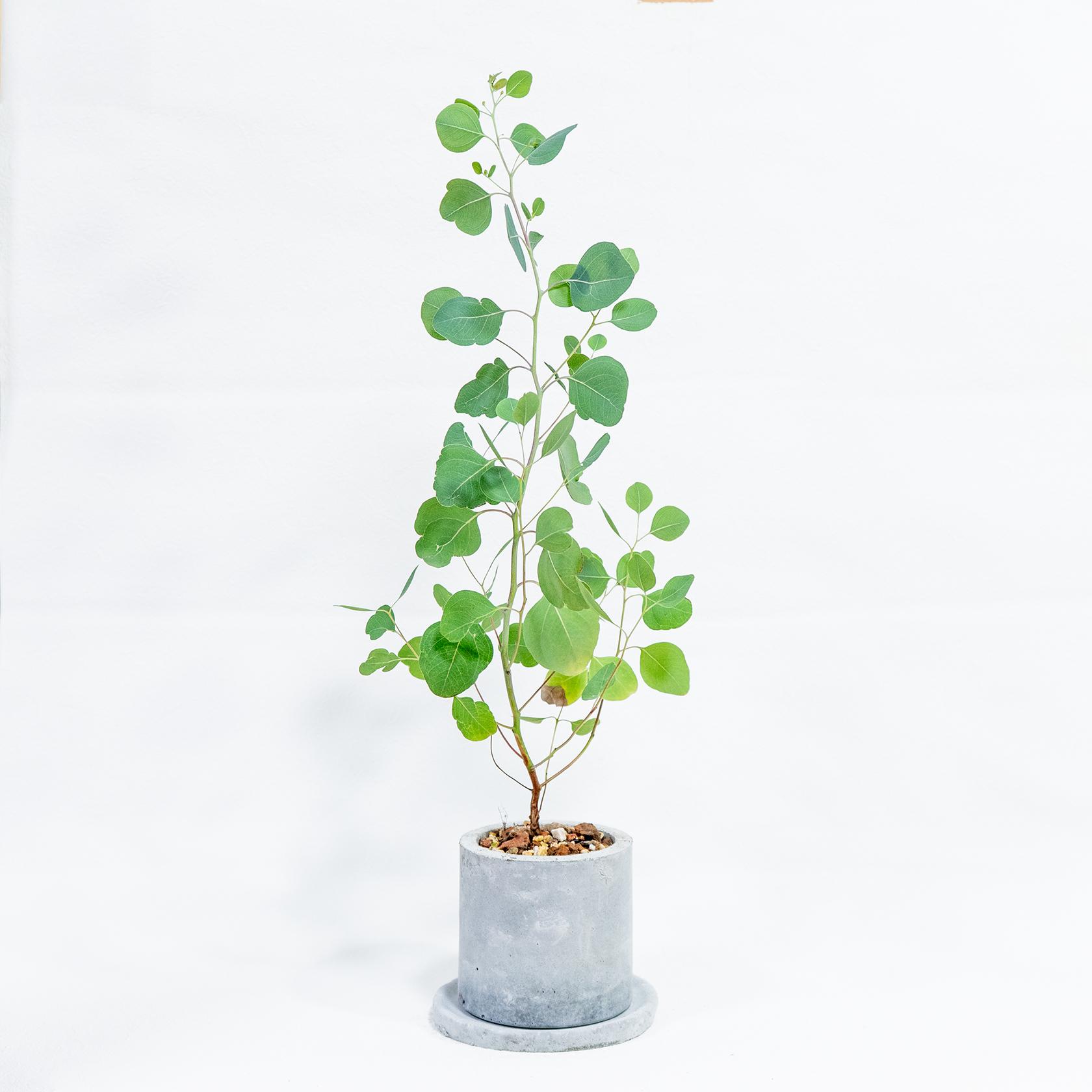 ≪ 観葉植物 ≫爽やかグリーンで空間に清涼感を与えるユーカリの鉢植え｜手づくりのモルタル鉢｜送料全国一律850円1枚目の画像