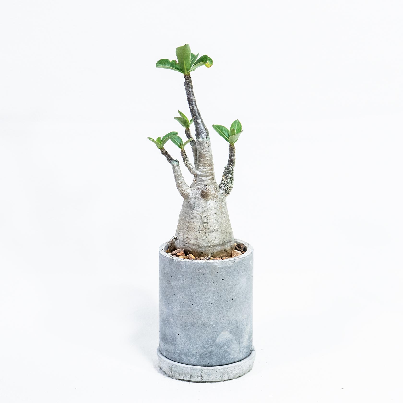≪ 多肉植物 ≫個性派インテリアに◎ぽってり幹が愛らしいアデニウムの鉢植え｜手作りのモルタル鉢｜送料全国一律850円 | 3枚目