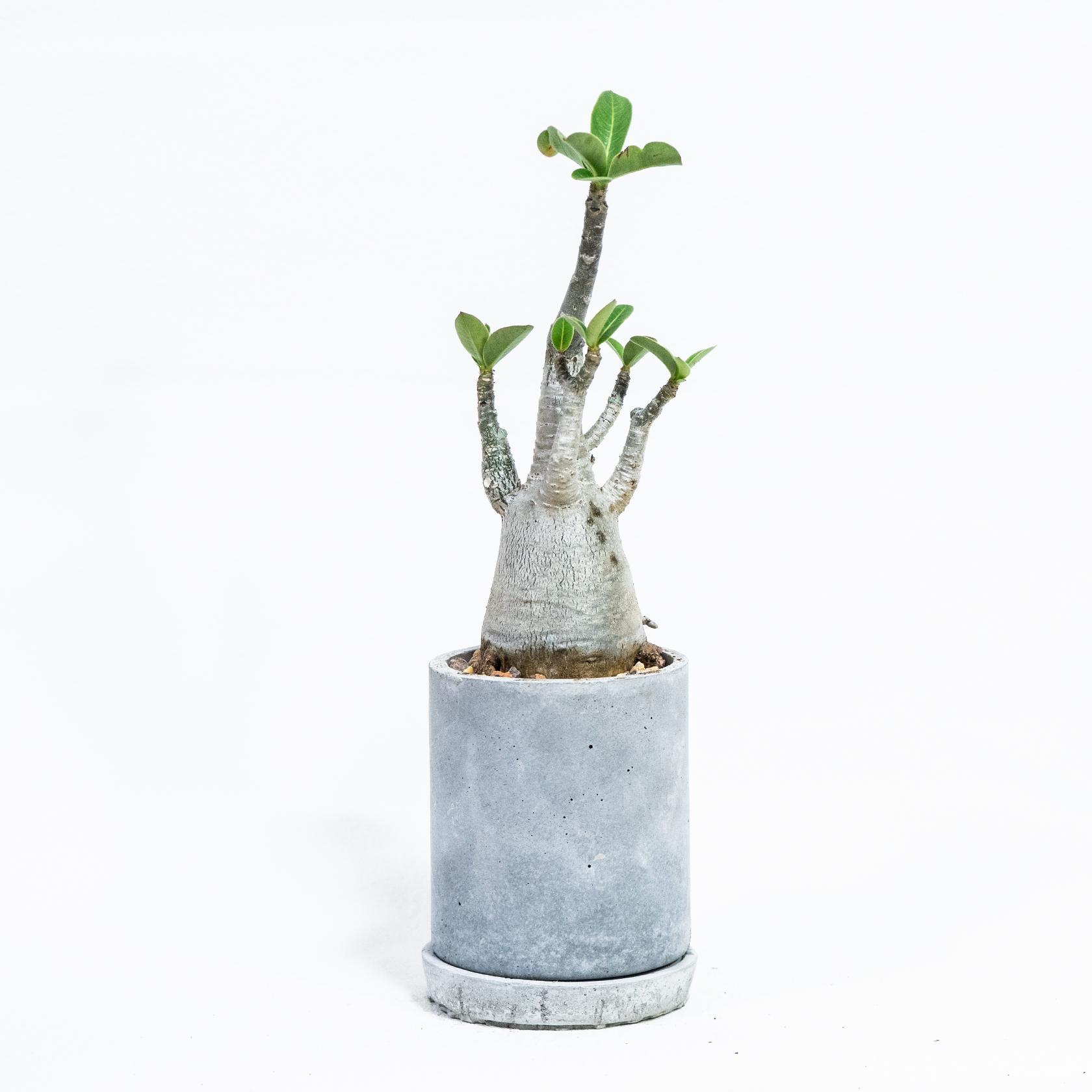 ≪ 多肉植物 ≫個性派インテリアに◎ぽってり幹が愛らしいアデニウムの鉢植え｜手作りのモルタル鉢｜送料全国一律850円 | 4枚目