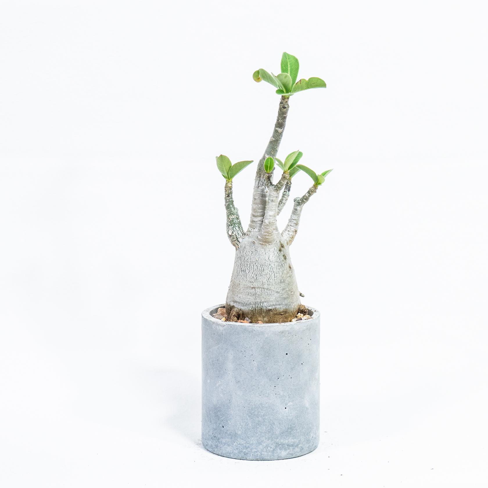 ≪ 多肉植物 ≫個性派インテリアに◎ぽってり幹が愛らしいアデニウムの鉢植え｜手作りのモルタル鉢｜送料全国一律850円 | 5枚目