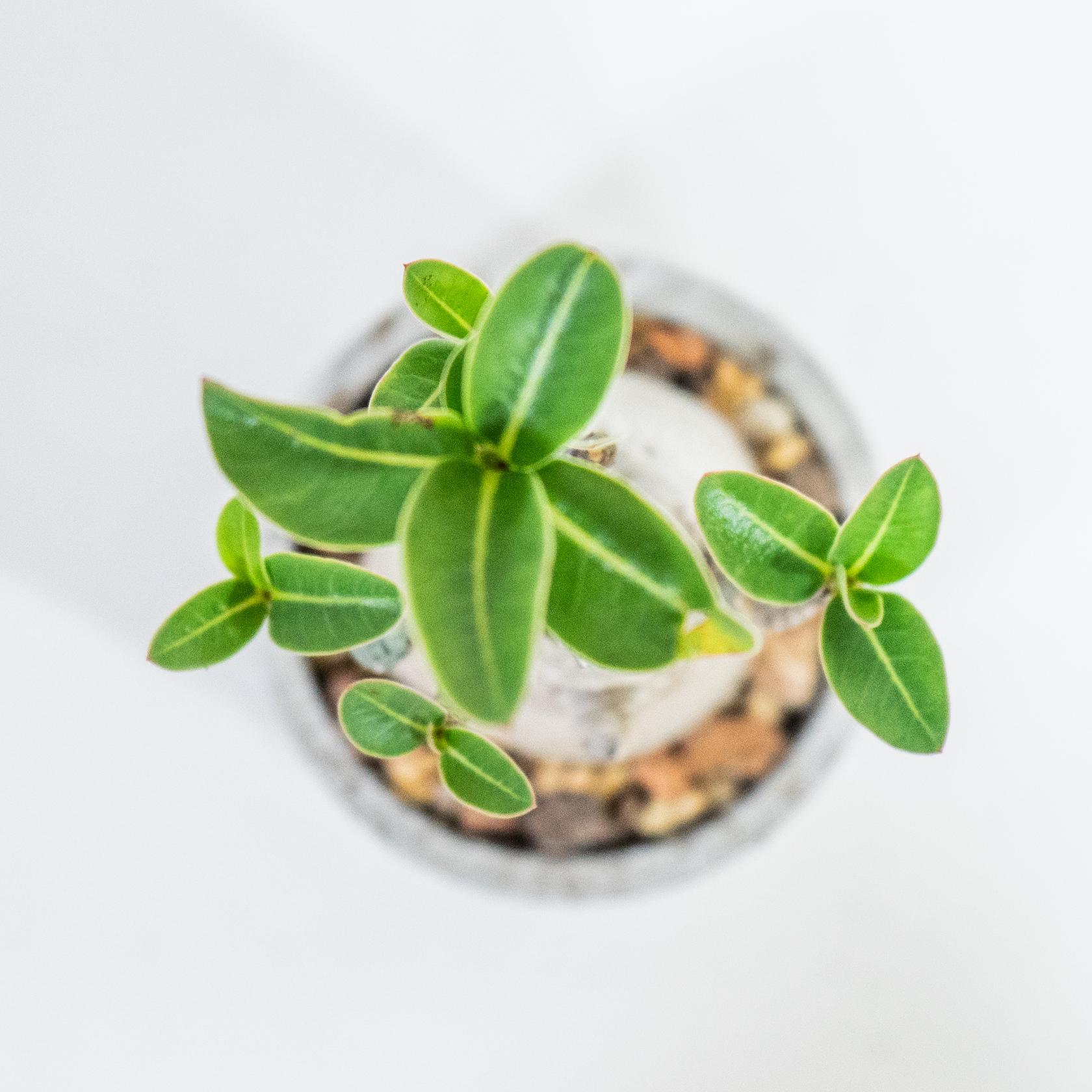≪ 多肉植物 ≫個性派インテリアに◎ぽってり幹が愛らしいアデニウムの鉢植え｜手作りのモルタル鉢｜送料全国一律850円 | 6枚目