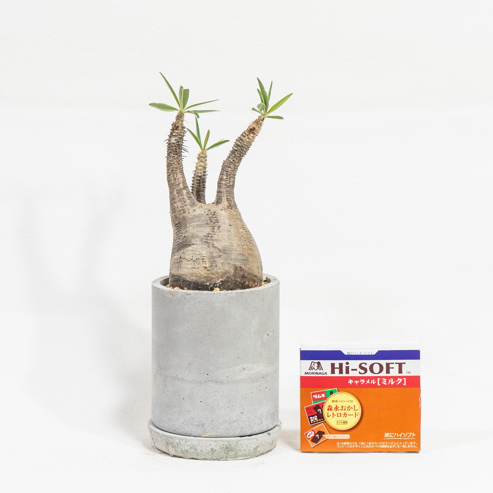 ≪ レア植物 ≫癒しのコーデックス・グラキリスの鉢植え（現地株／発根済）｜手作りのモルタル鉢｜送料全国一律850円 | 2枚目